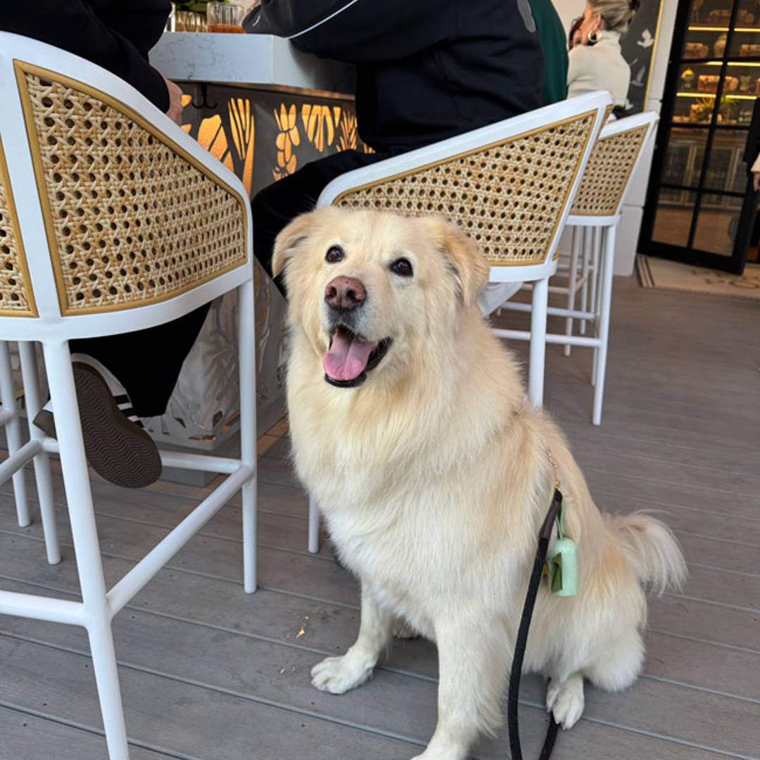 dog friendly restaurant st pete FL perrys porch