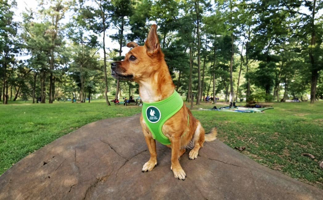 Jet Set Pets NYC Wet Noseletter October 29, 2025