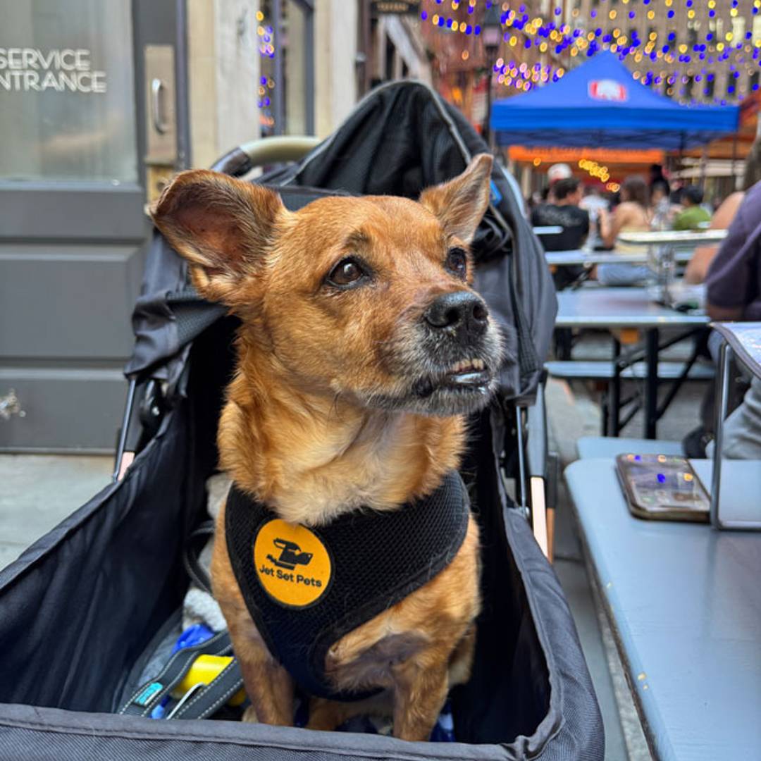 Dog-friendly Adrienne's Pizza Bar