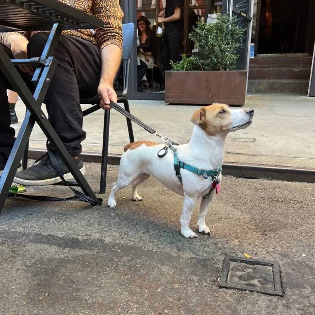Hanoi House Dog Friendly Restaurant NYC 