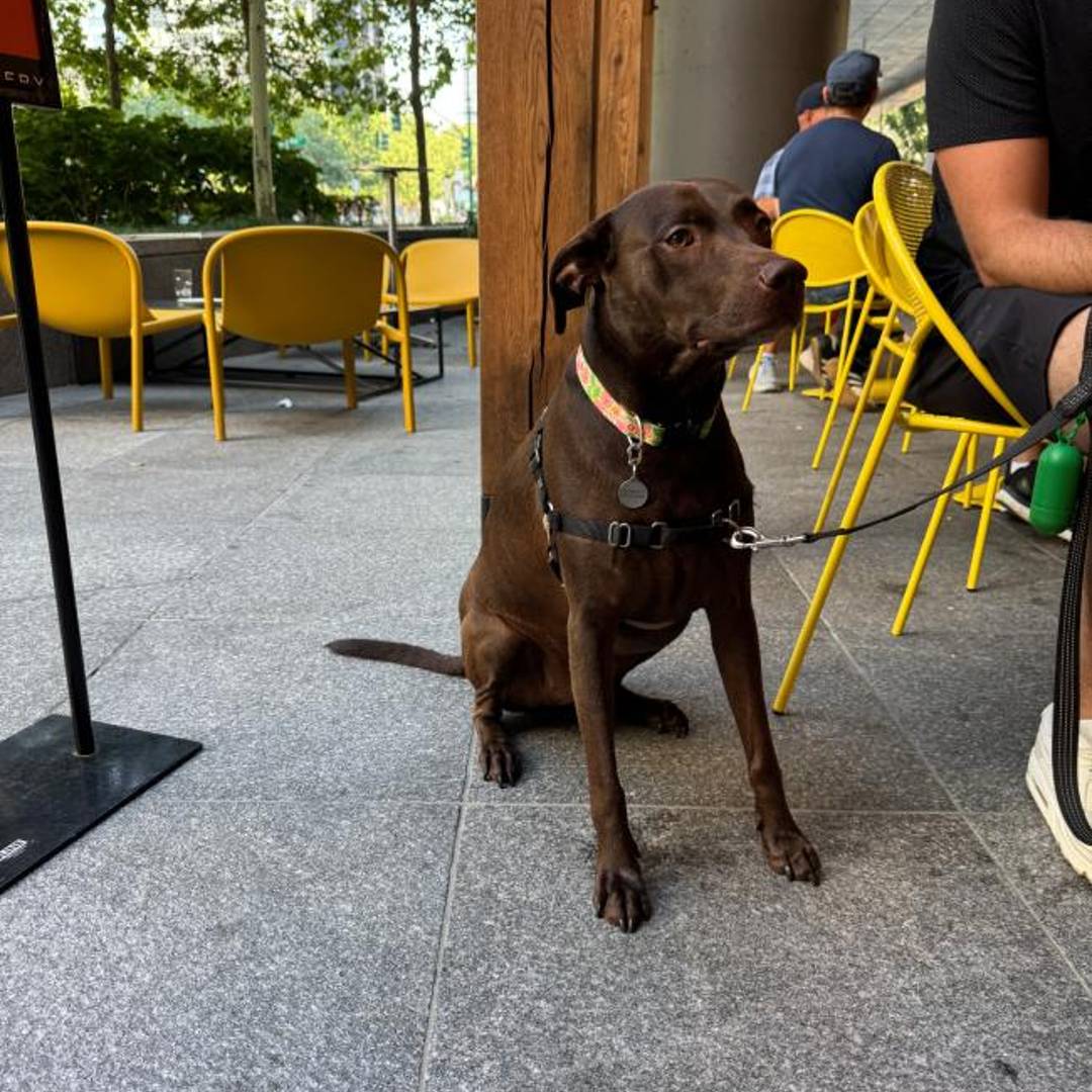 Dog-Friendly Brewery NYC Sixpoint 