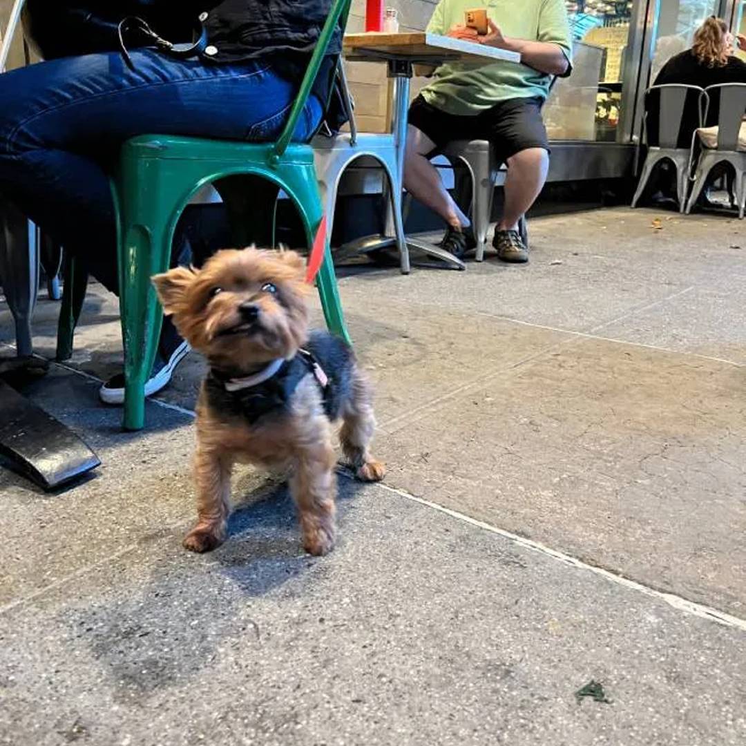 Westville Wall Street Dog Friendly Restaurant 