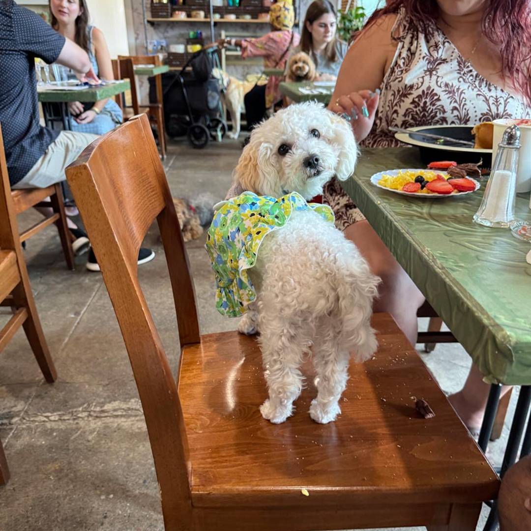 Chateau Le Woof dog-friendly restaurant Queens