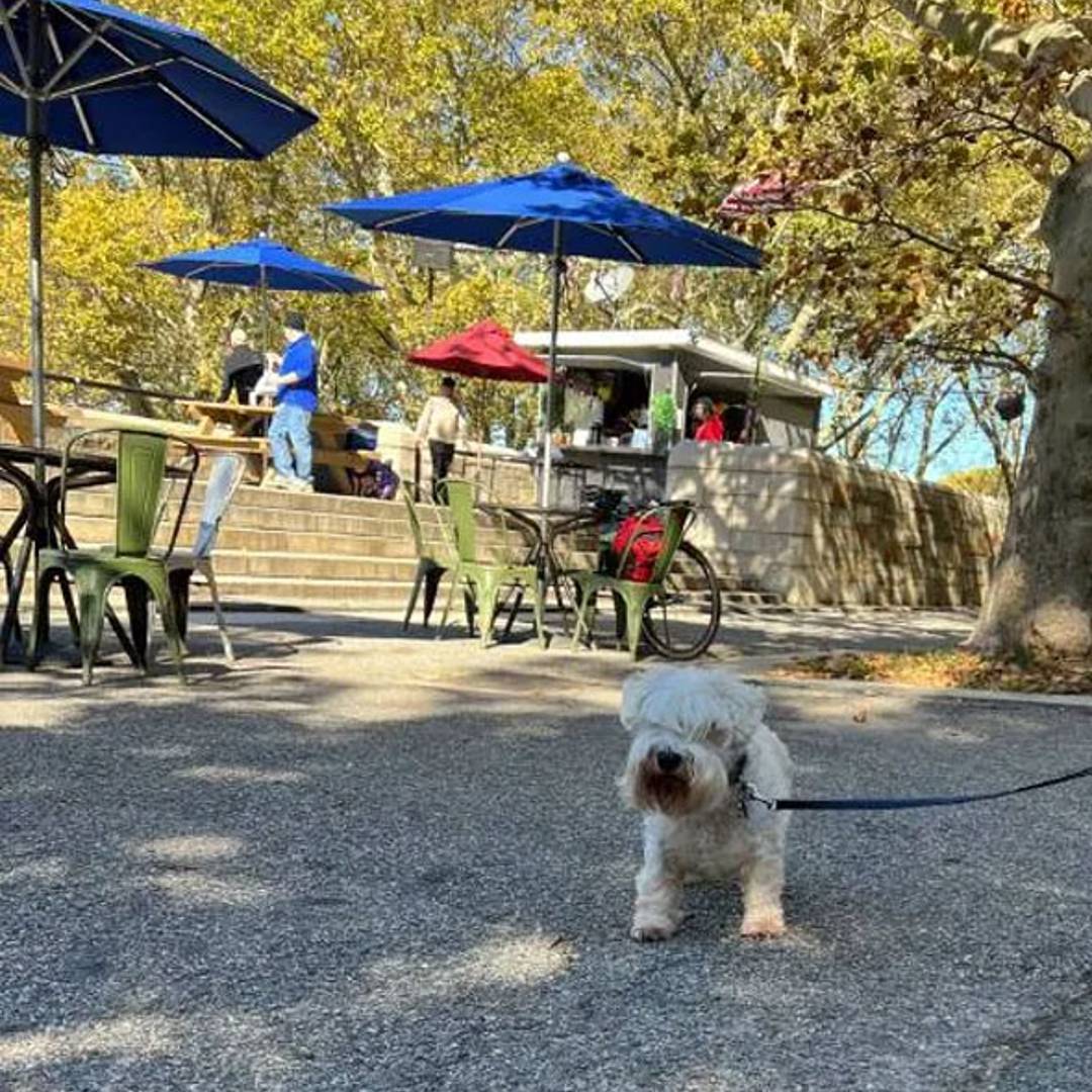 Ellington in the Park dog-friendly restaurant