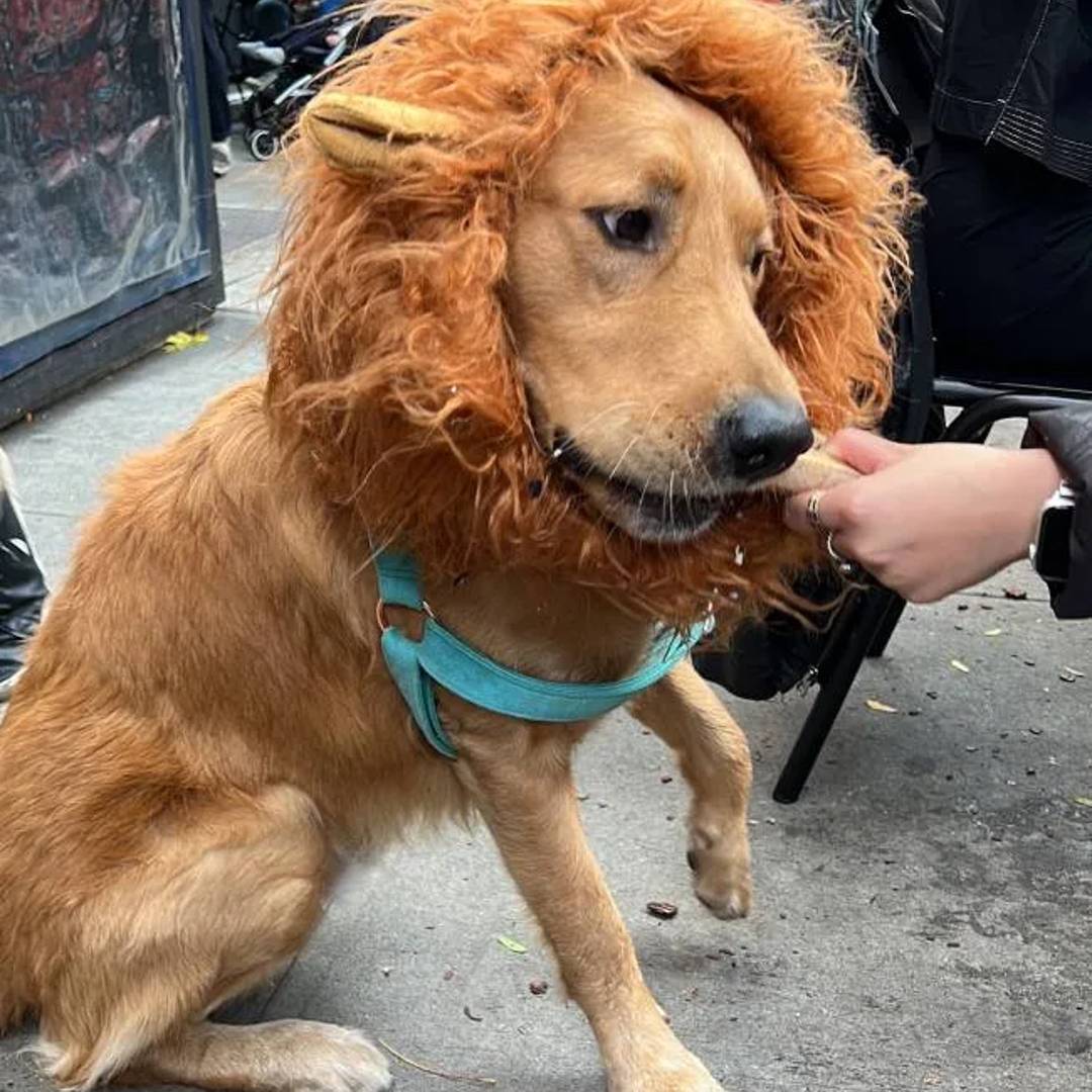 Hanoi House Dog Friendly Restaurant East Village