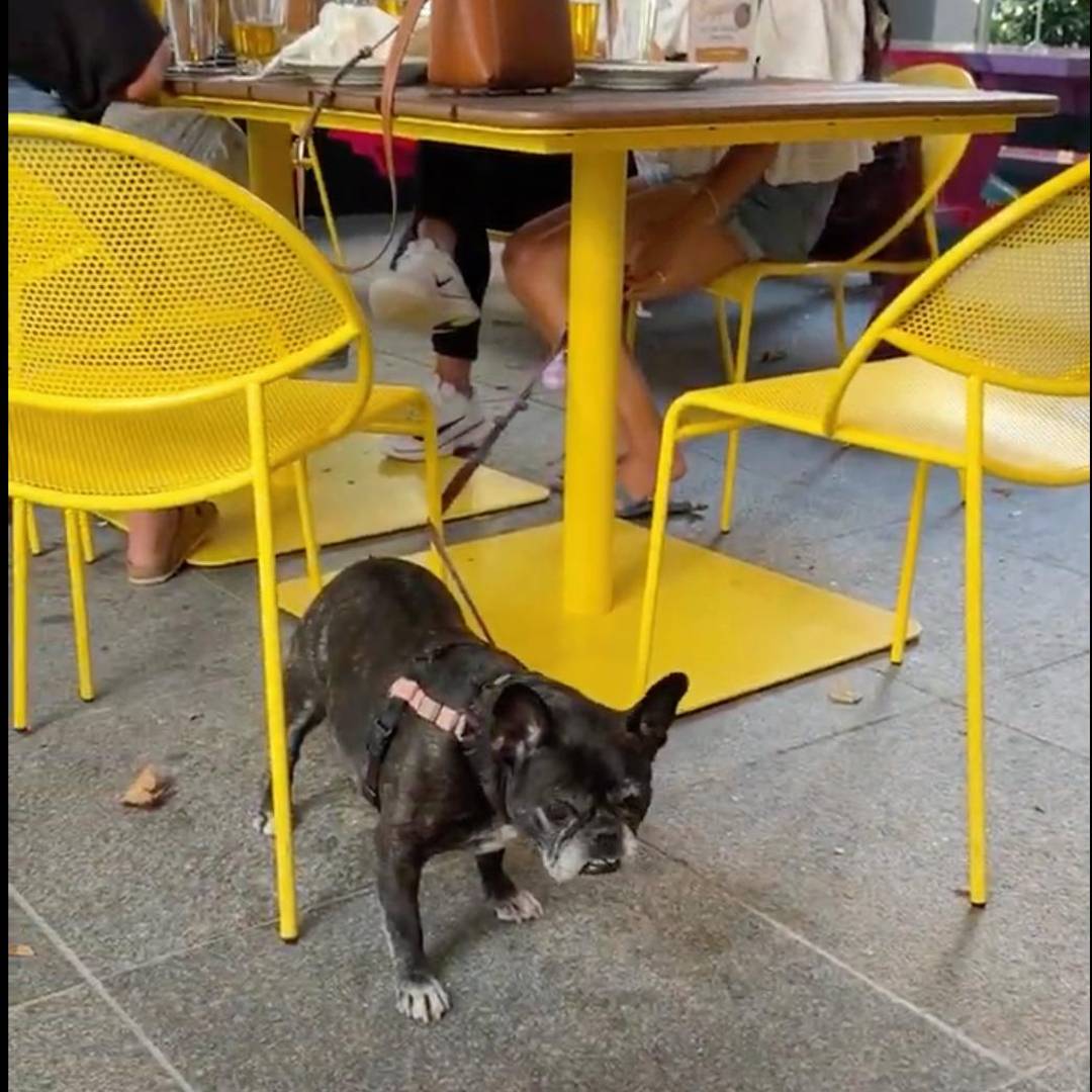 Dog-Friendly Brewery NYC Sixpoint Brewery 