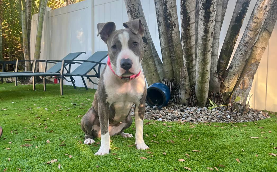 Jet Set Pets Tampa Bay Wet Noseletter October 15, 2025