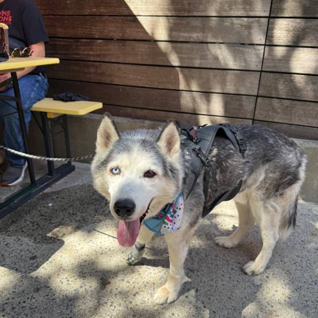 Treadwell Park Dog Friendly Bar NYC Battery Park