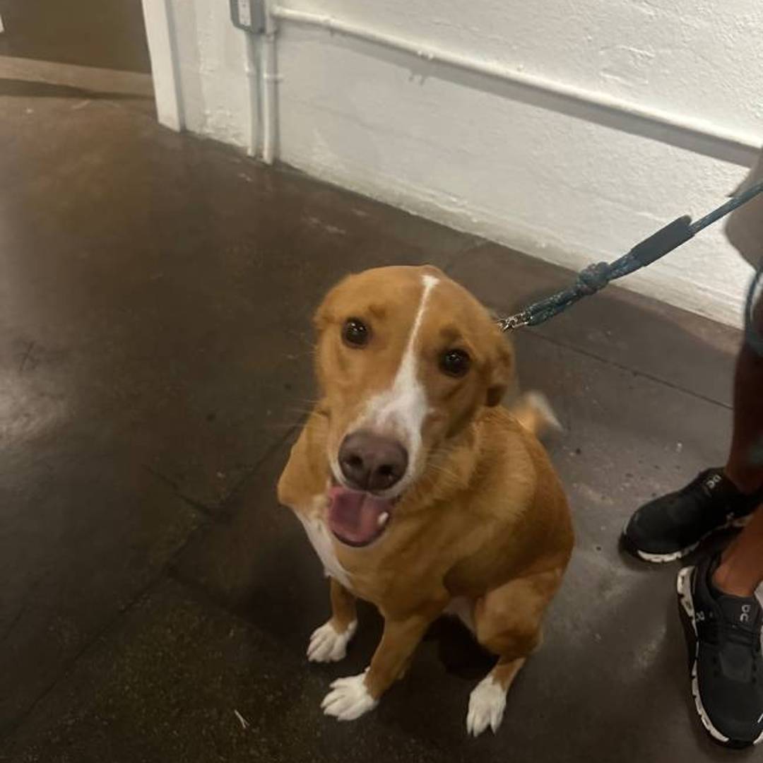 Outcast Brewing - Dog-Friendly Brewery St Pete