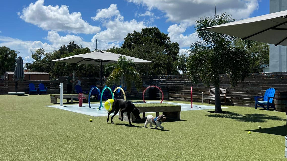 Jet Set Pets Tampa Bay Wet Noseletter March 18, 2026