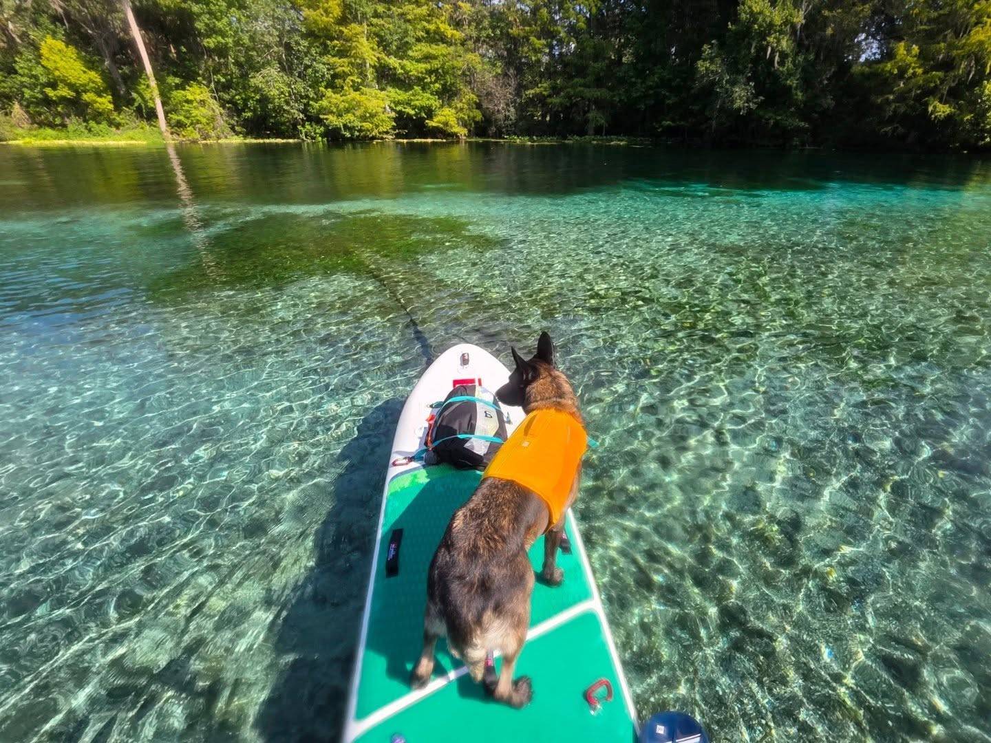 Jet Set Pets Tampa Bay Wet Noseletter October 29, 2025