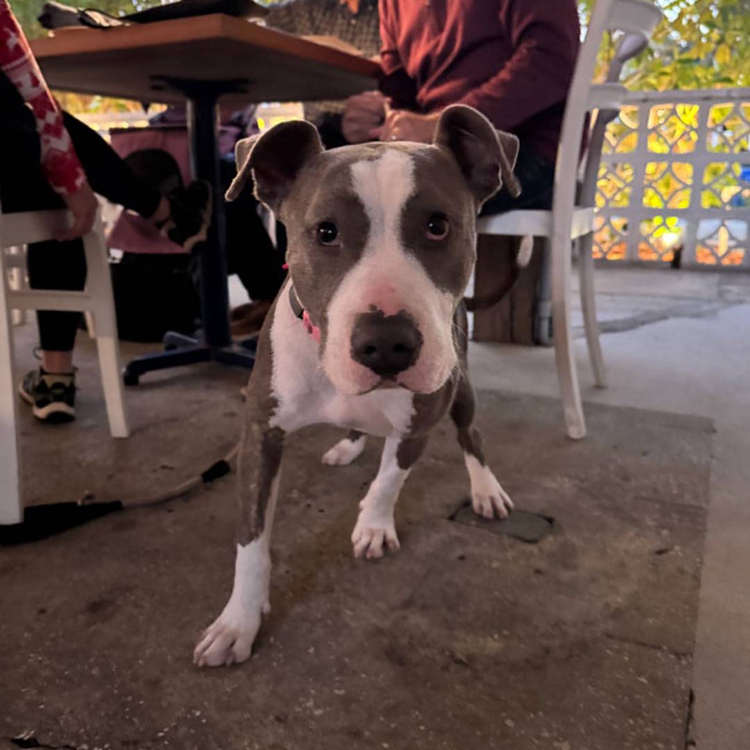 baba restaurant dog friendly st petersburg fl bar