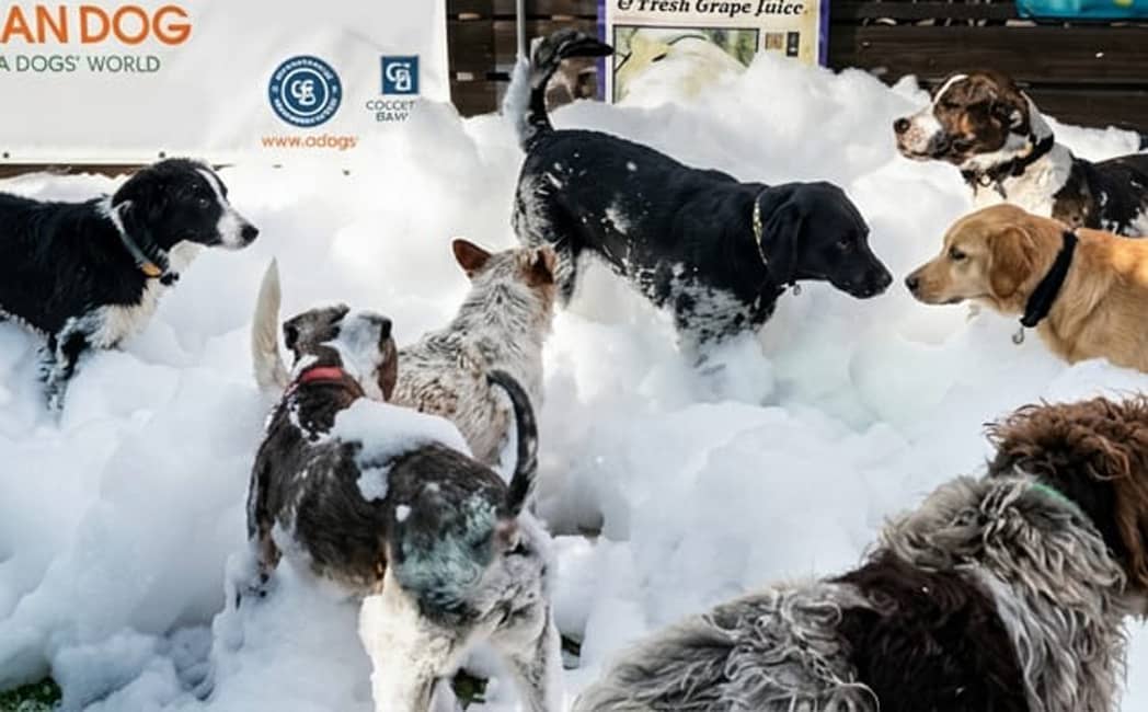 Jet Set Pets Tampa Bay Wet Noseletter April 1, 2026