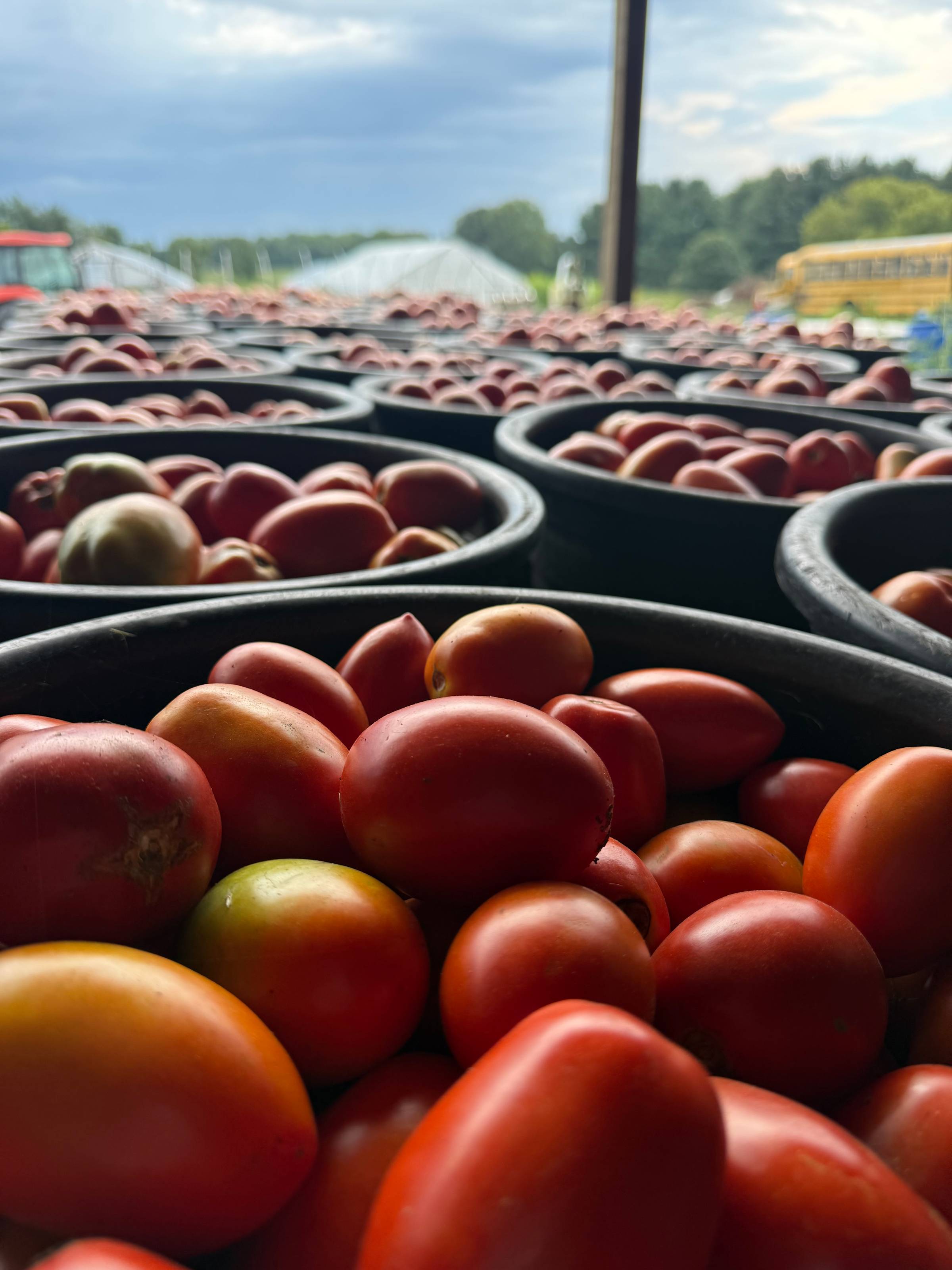 tomatoes in buckets and buckets and buckets