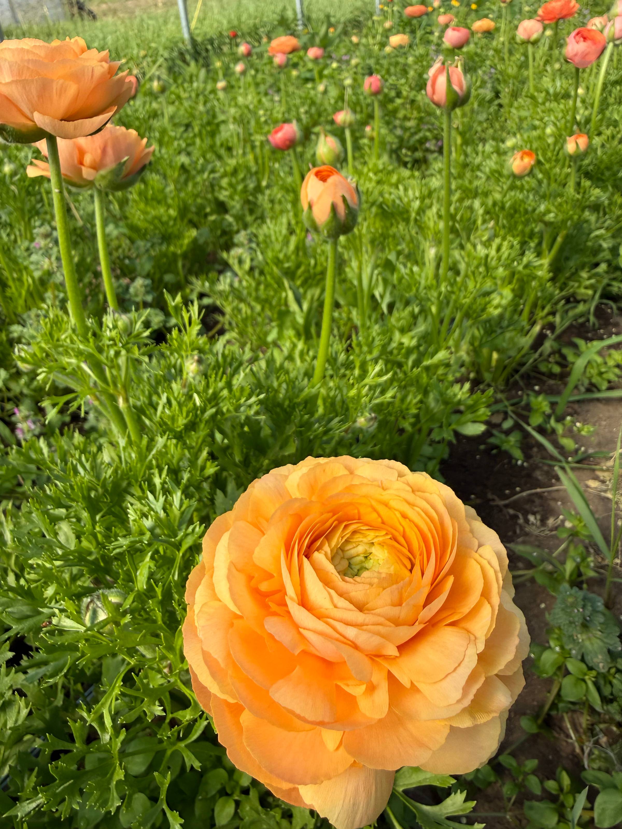 Peachy pink flowers in the sun