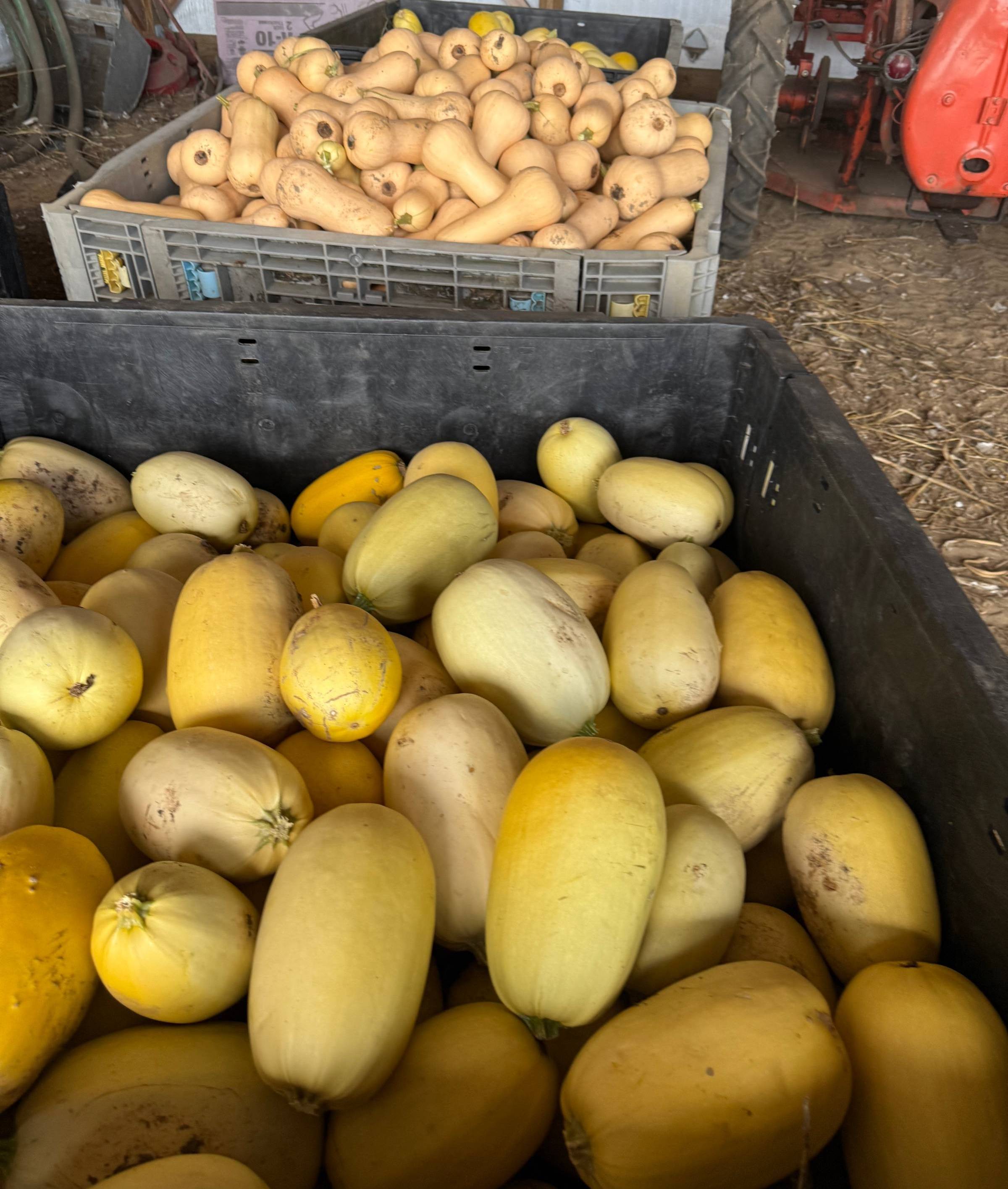 Large containers filled with bright yellow spaghetti squash and golden tan butternut. A tractor sits off to the side. The squash are piled in and slightly dirty.