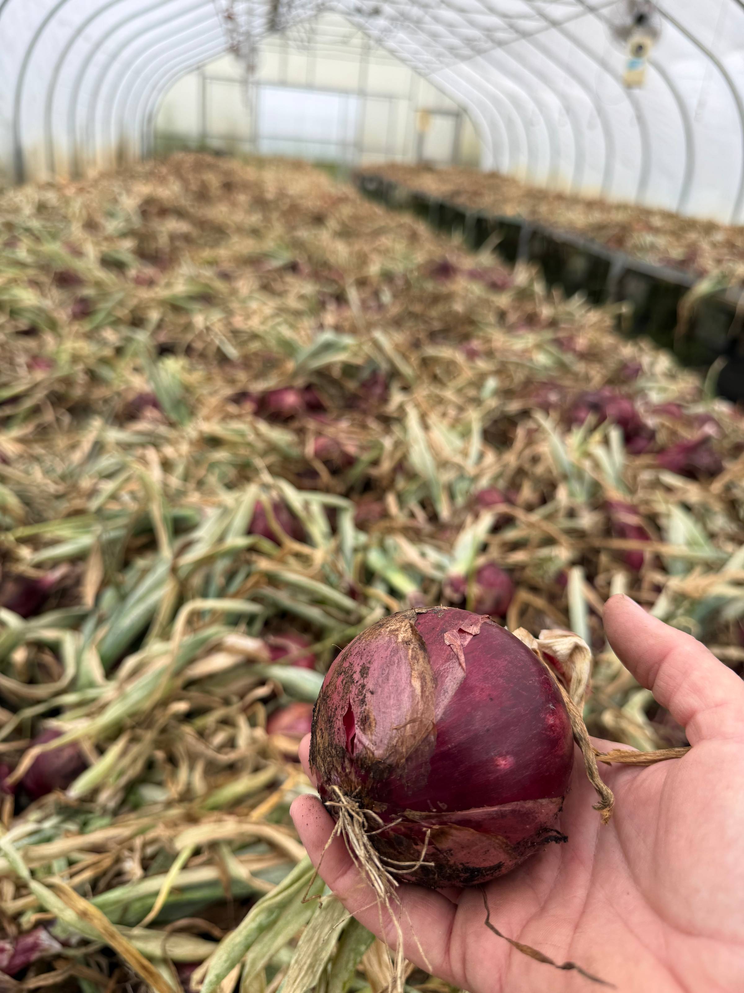 one red onion held aloft in a sea of other onions with their green tops, laid out flat.