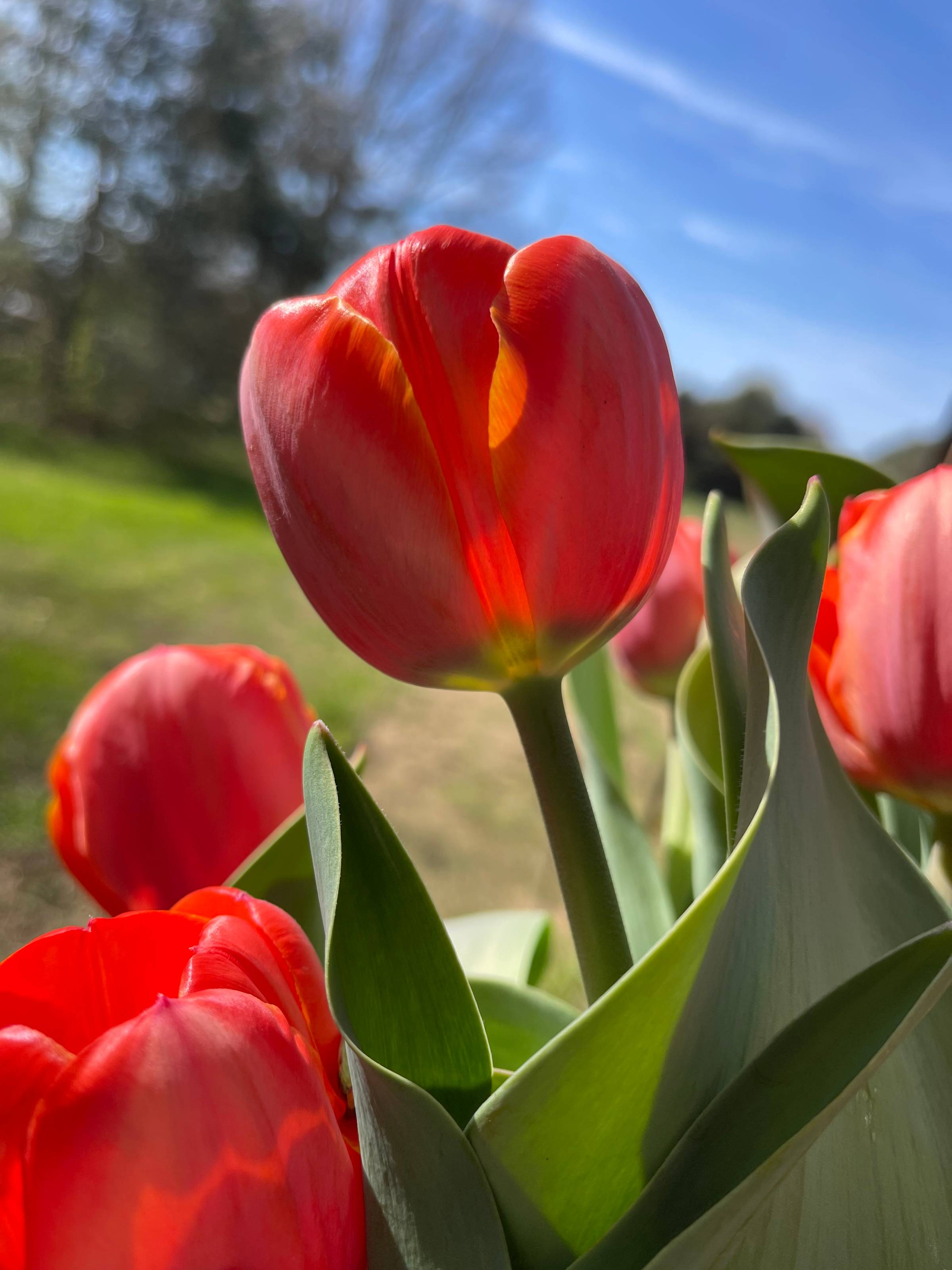 a bright tulip reaching for the sun