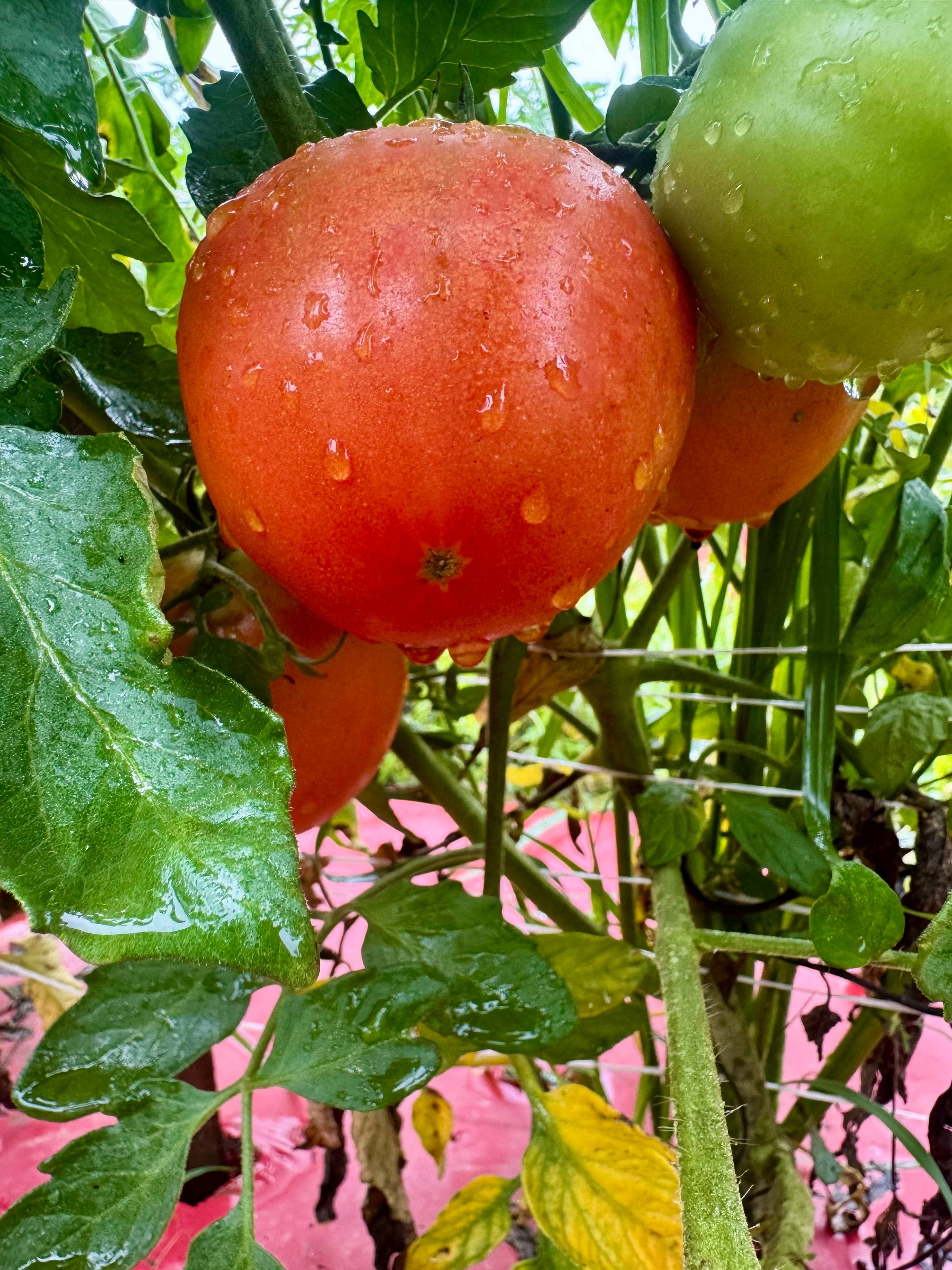 A ripe tomato on the vine.