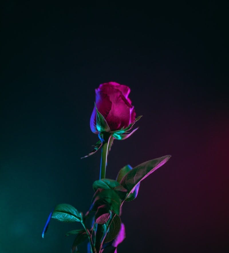 red rose flower photo in dark surface