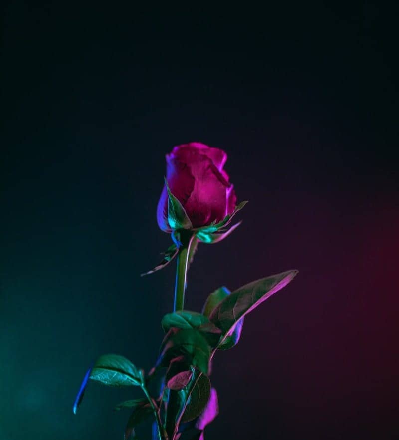 red rose flower photo in dark surface