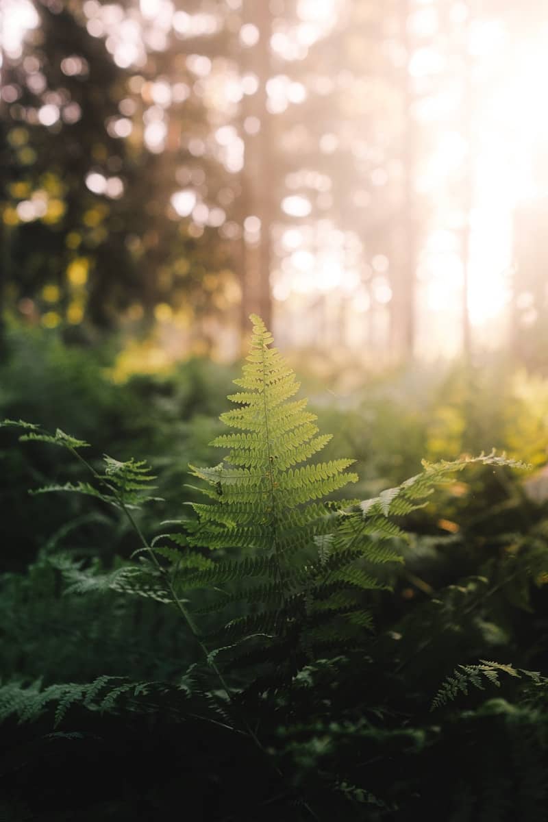 Ferns in the sunlit forest look vibrant.