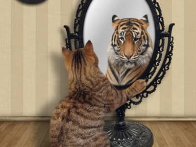 a cat looking in the mirror of who he will become