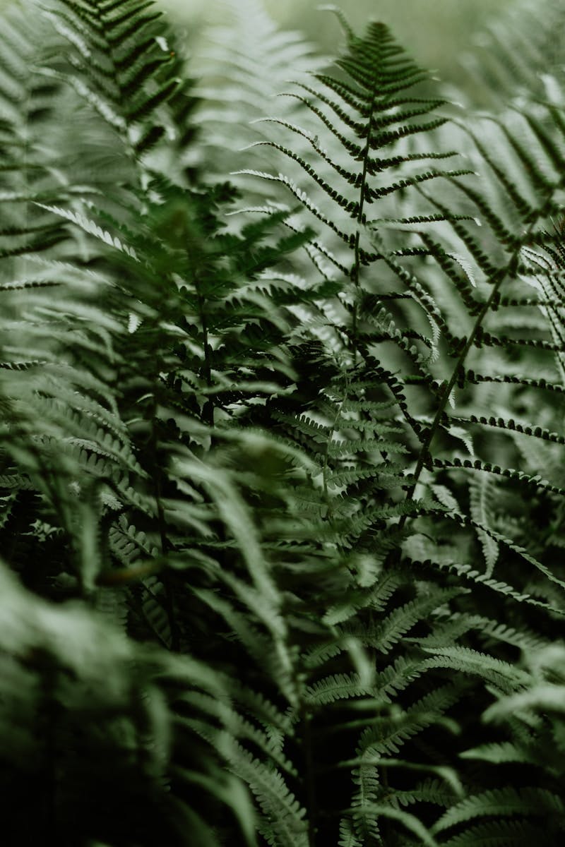 A close up of a plant with lots of leaves