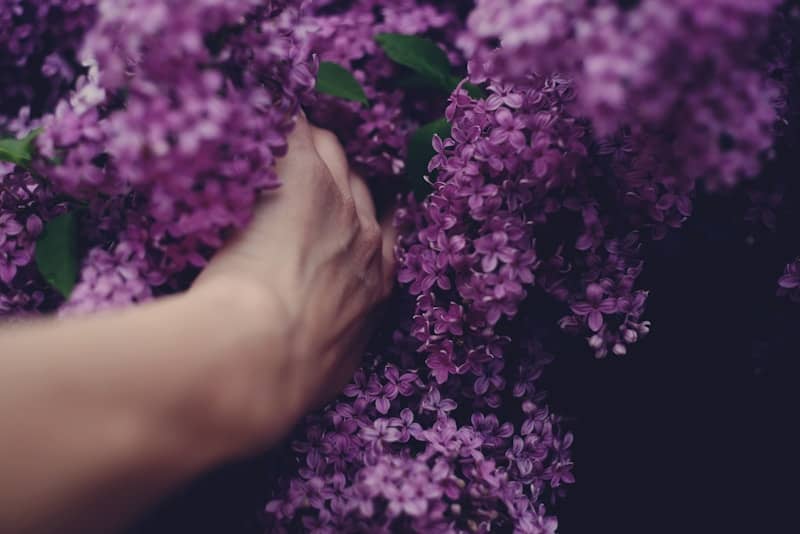 A hand gently touching vibrant purple lilac flowers.