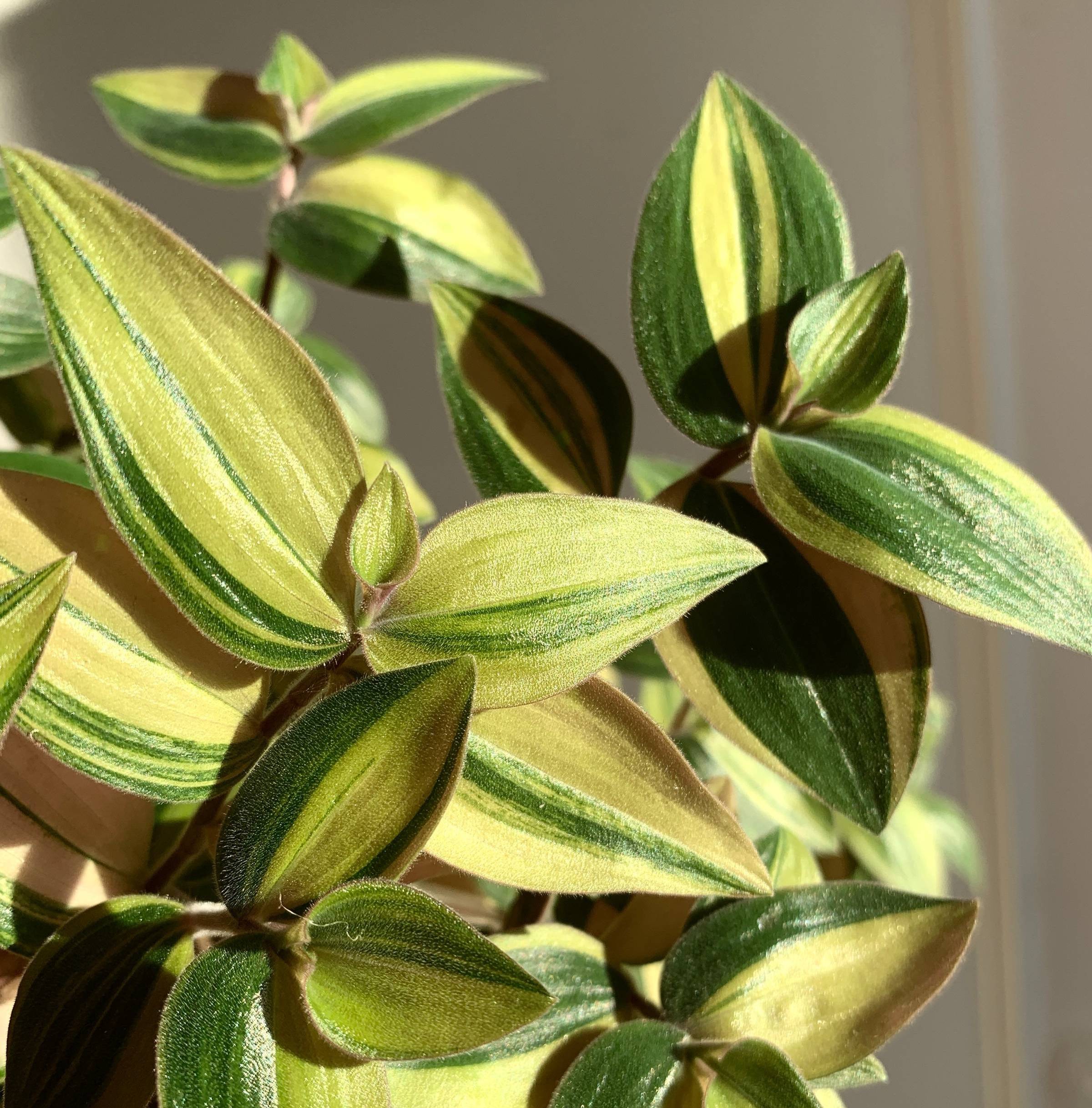Think you’ve seen every Tradescantia? New cultivars are being registered all the time, here's the latest ones you might not have heard of yet!