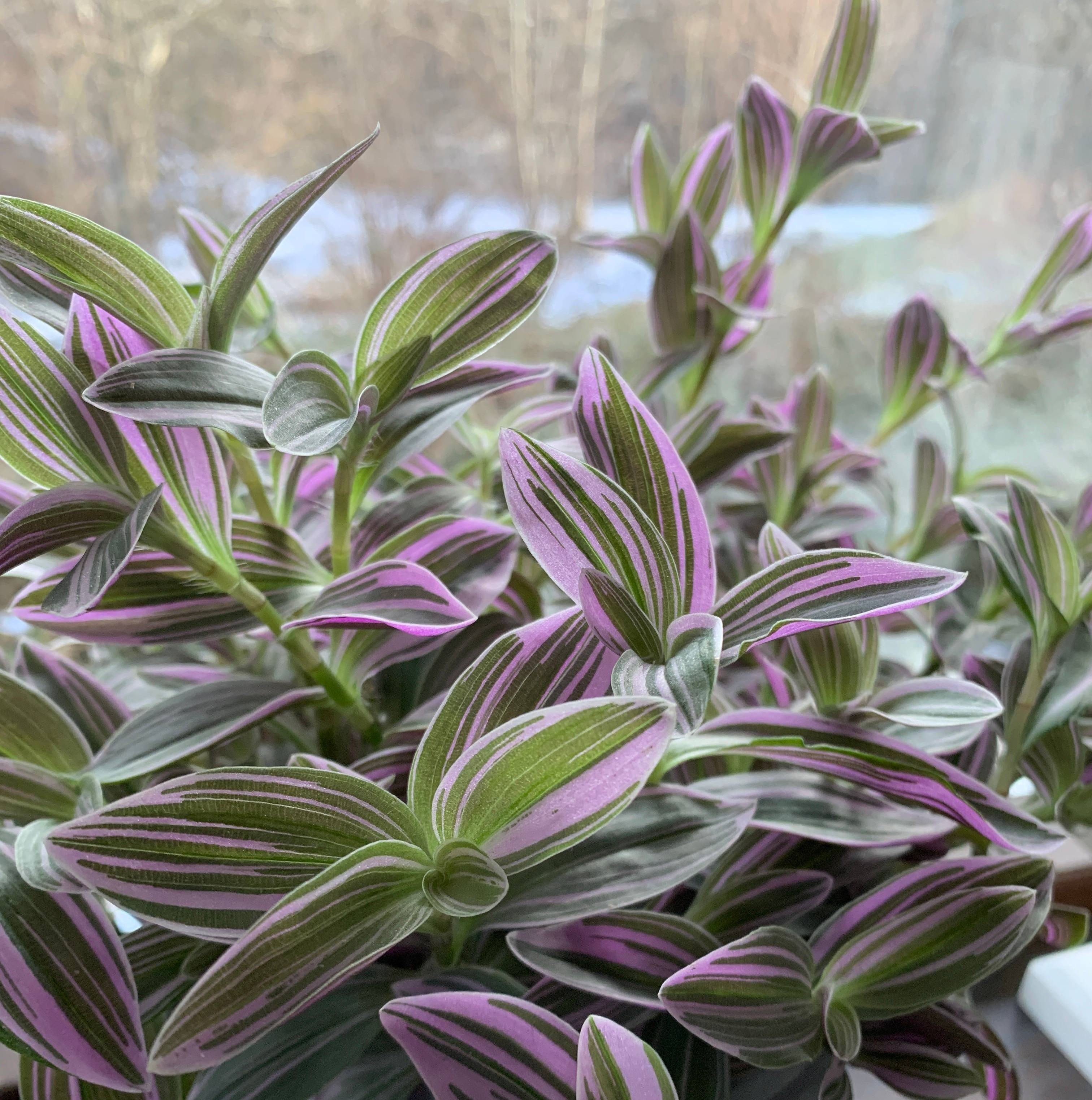 Care tips to help Your Tradescantias Survive the Final Stretch of Winter