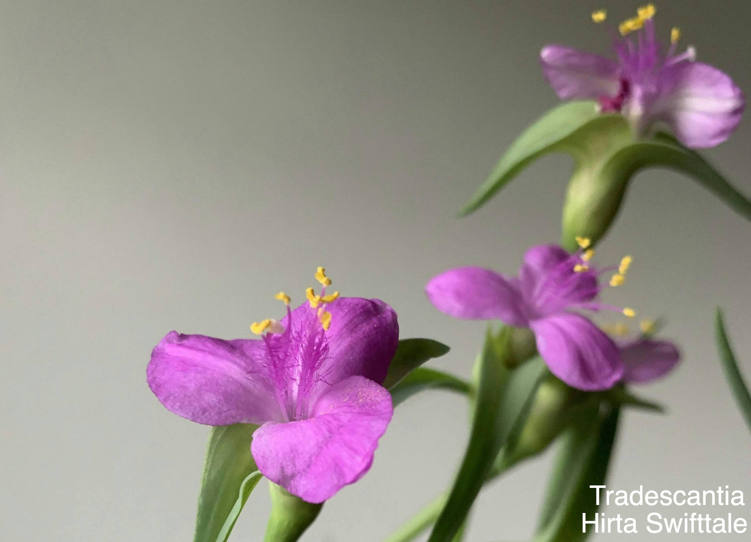 Tradescantia Care Myths That Set You Up for Trouble