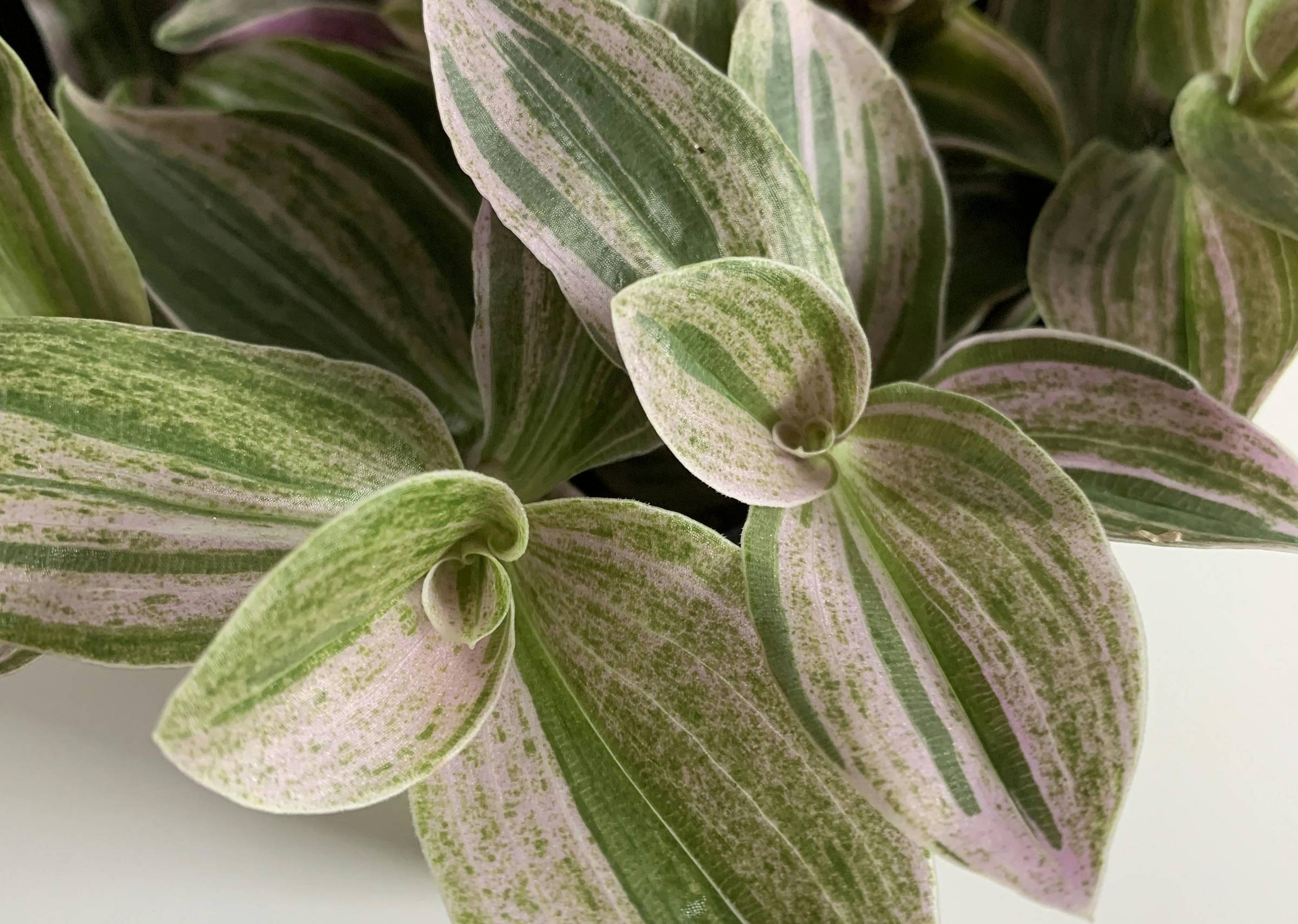 Tradescantia Continental Group Sweet Tabby