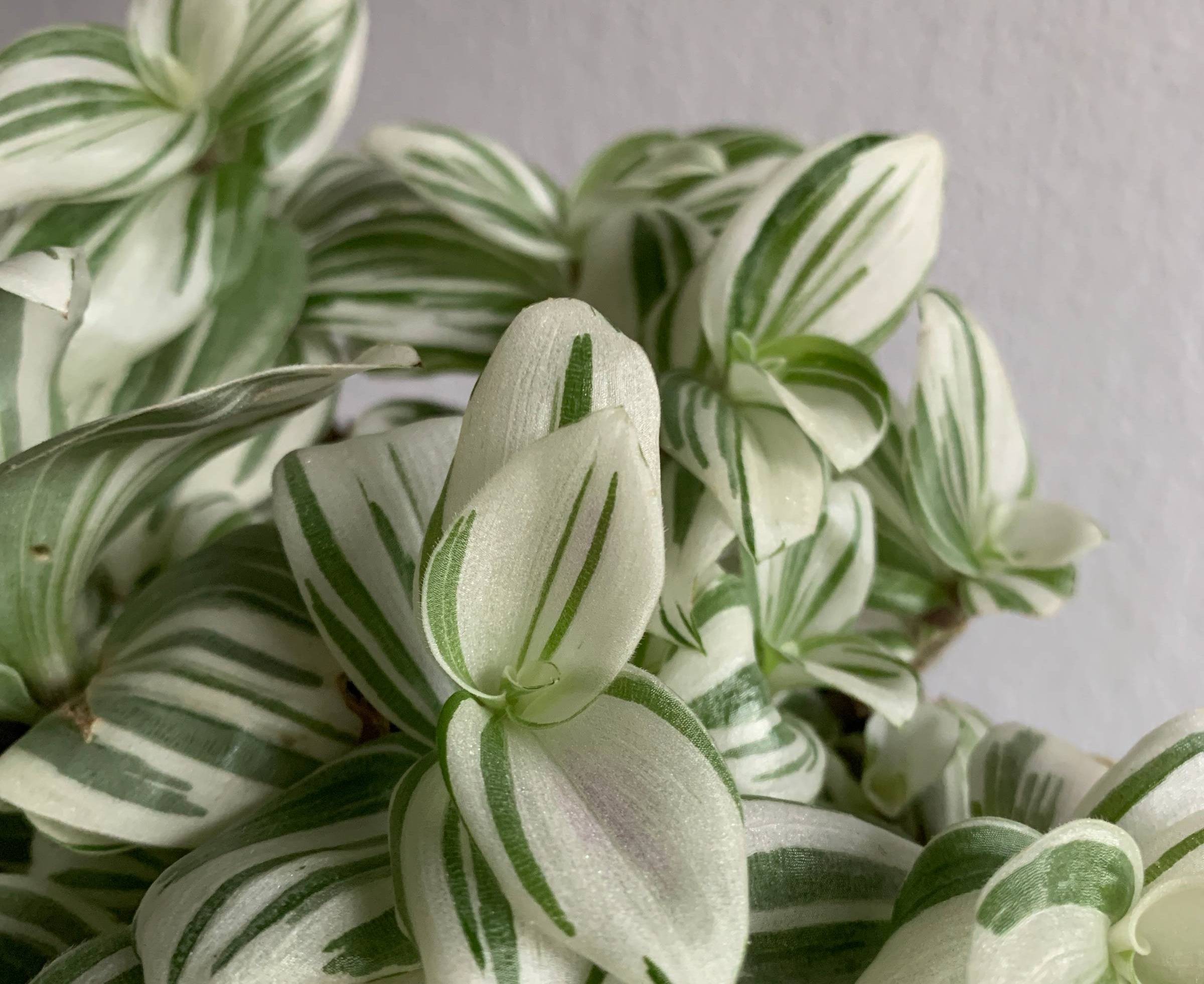 Five Tradescantia Care Tips You Should Stop Following
