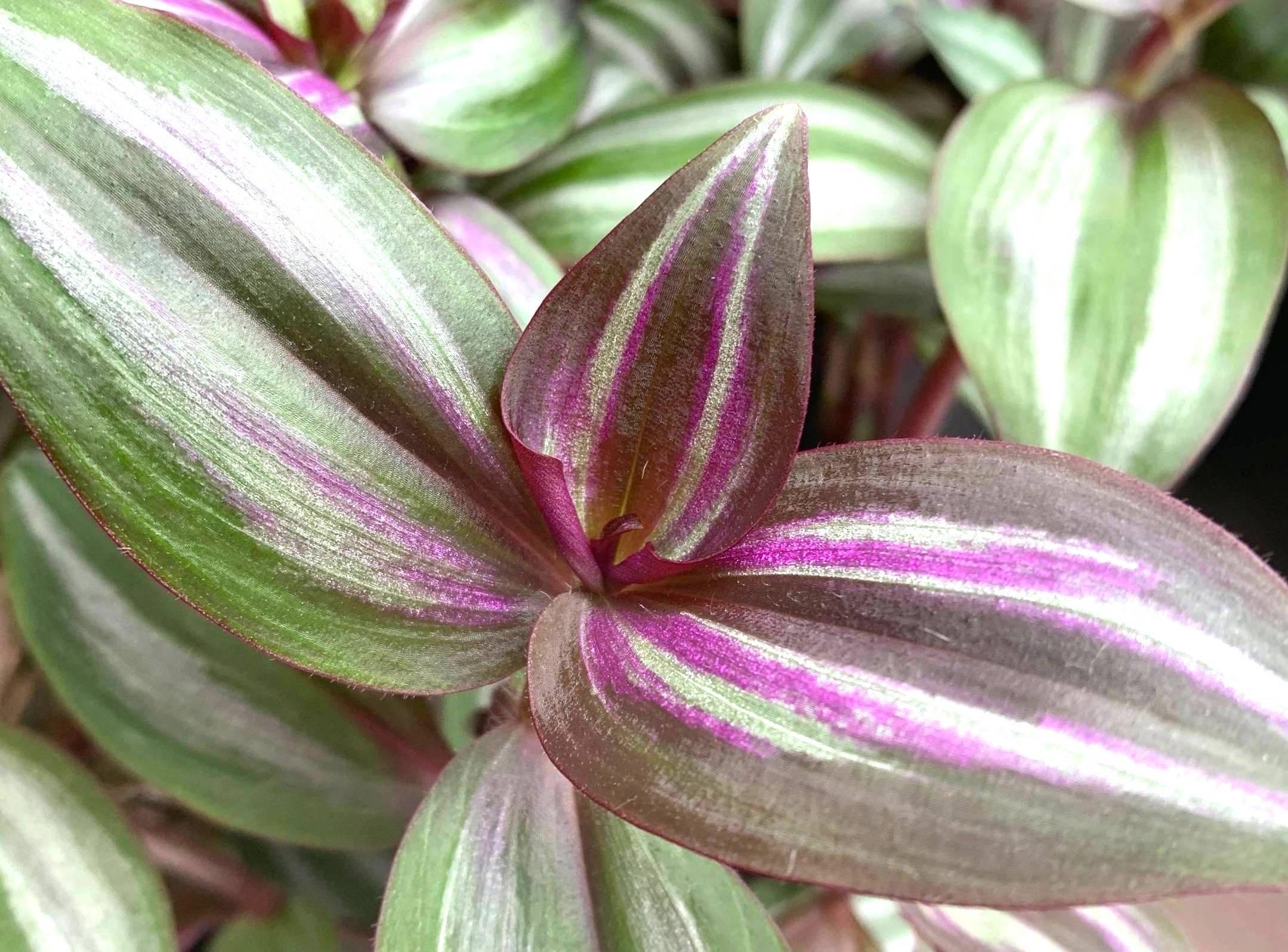 How do you know when it’s time to repot? In this newsletter, I’ll go through the signs to look for.