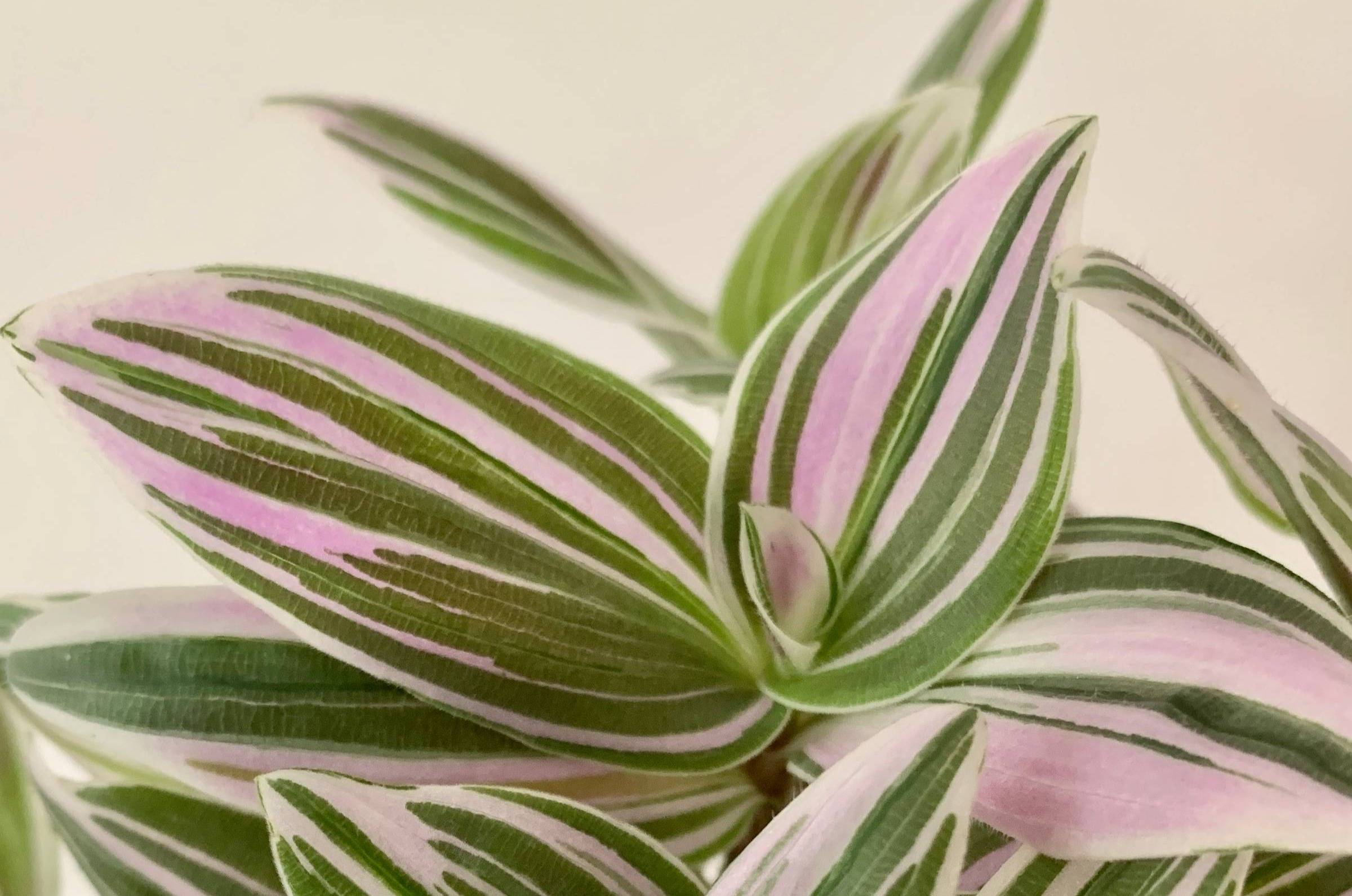 Have you ever bought a Tradescantia that looked perfect in the store, only for it to change completely after a few months at home?