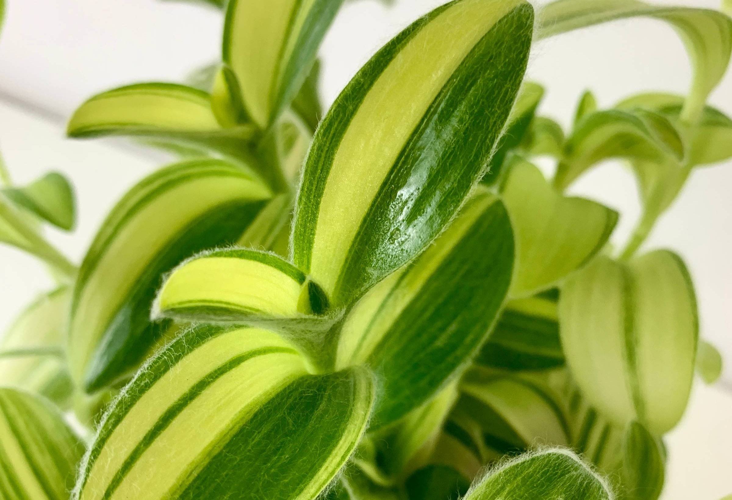 Got newly bought Tradescantia cuttings in the mail?Here’s how to give them the best start!