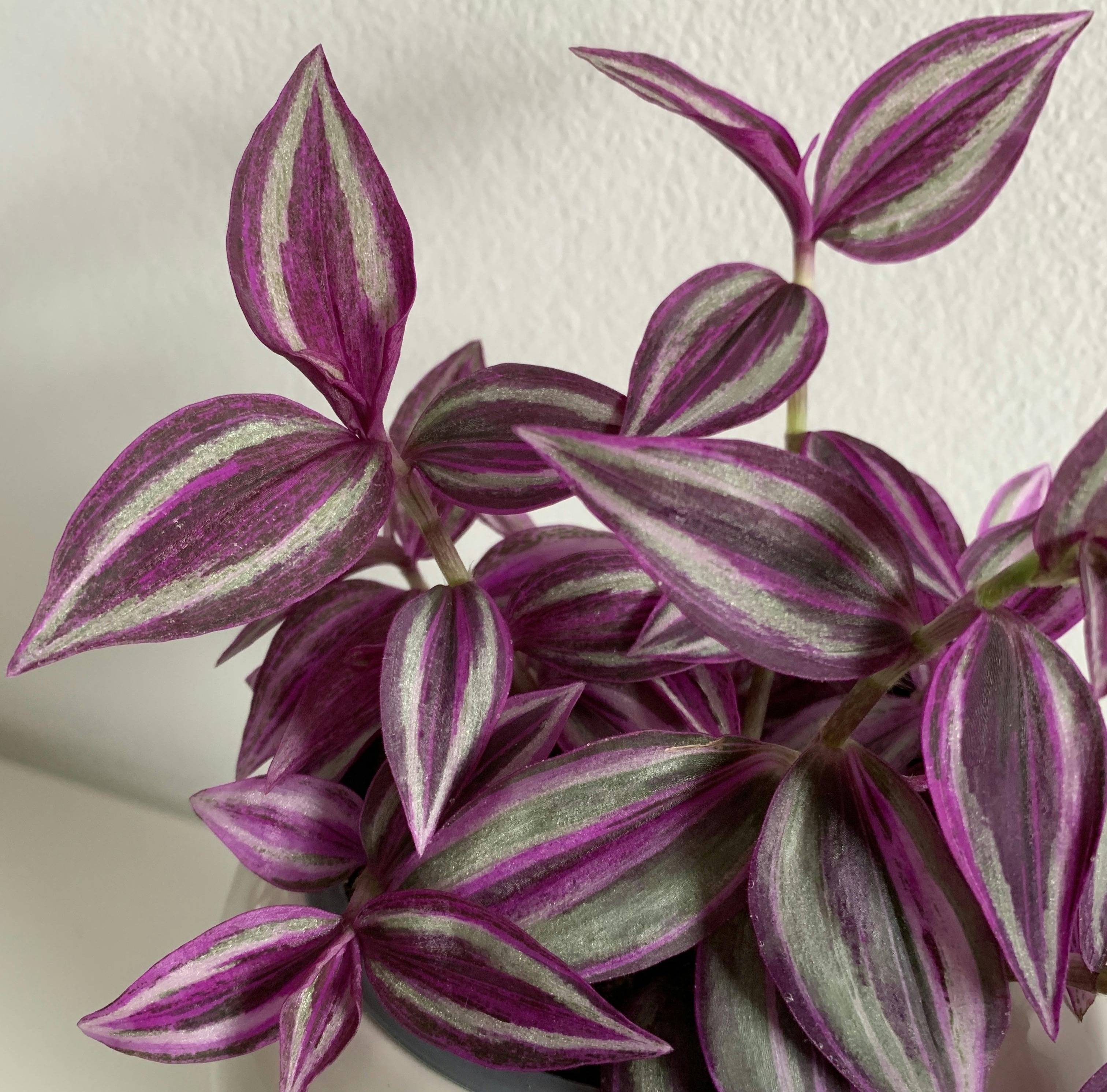 Tradescantia Zebrina Pink Paradise