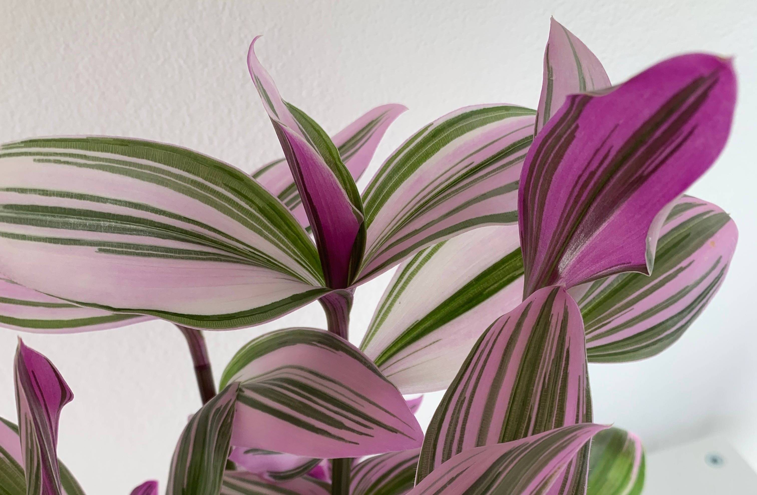 Struggling with brown spots on your Tradescantia Nanouk?