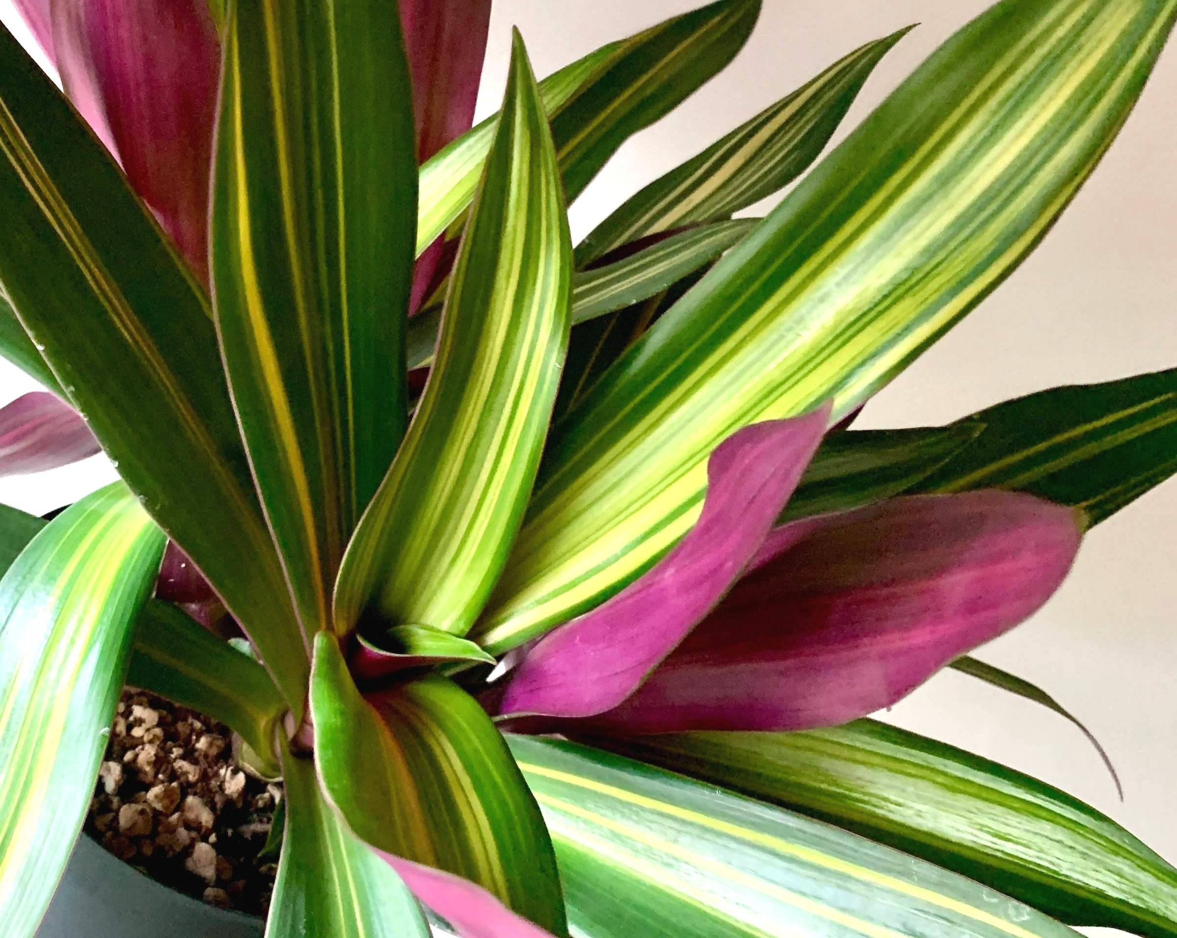 Bright indirect light might be killing your Tradescantia, this vague advice could be the reason for faded leaves and leggy growth.