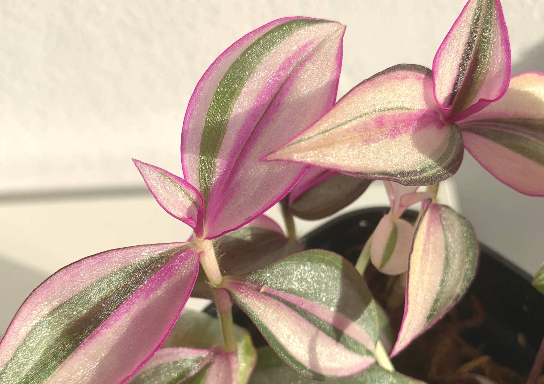 Summer is coming to an end and it’s time to start thinking about winter. This means moving our plants back inside and adjusting how we care for them.