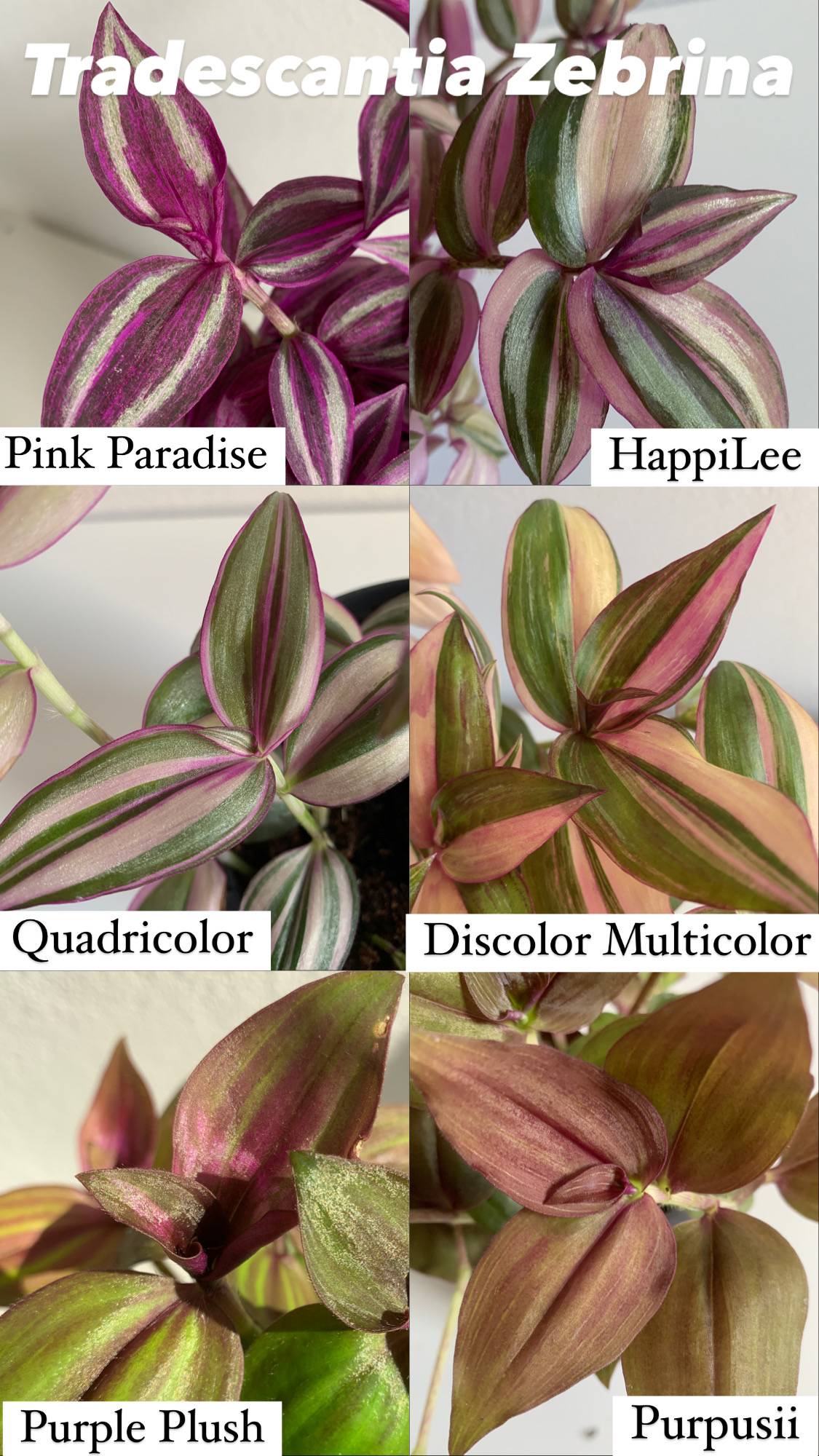 Looking to Identify Your Tradescantia? Here’s What You Need to Know