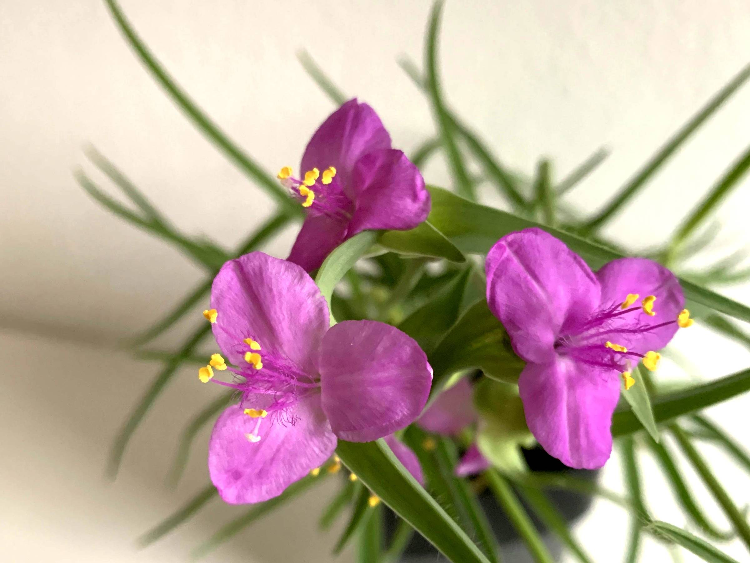 Do All Types of Tradescantias Have the Same Care Needs?