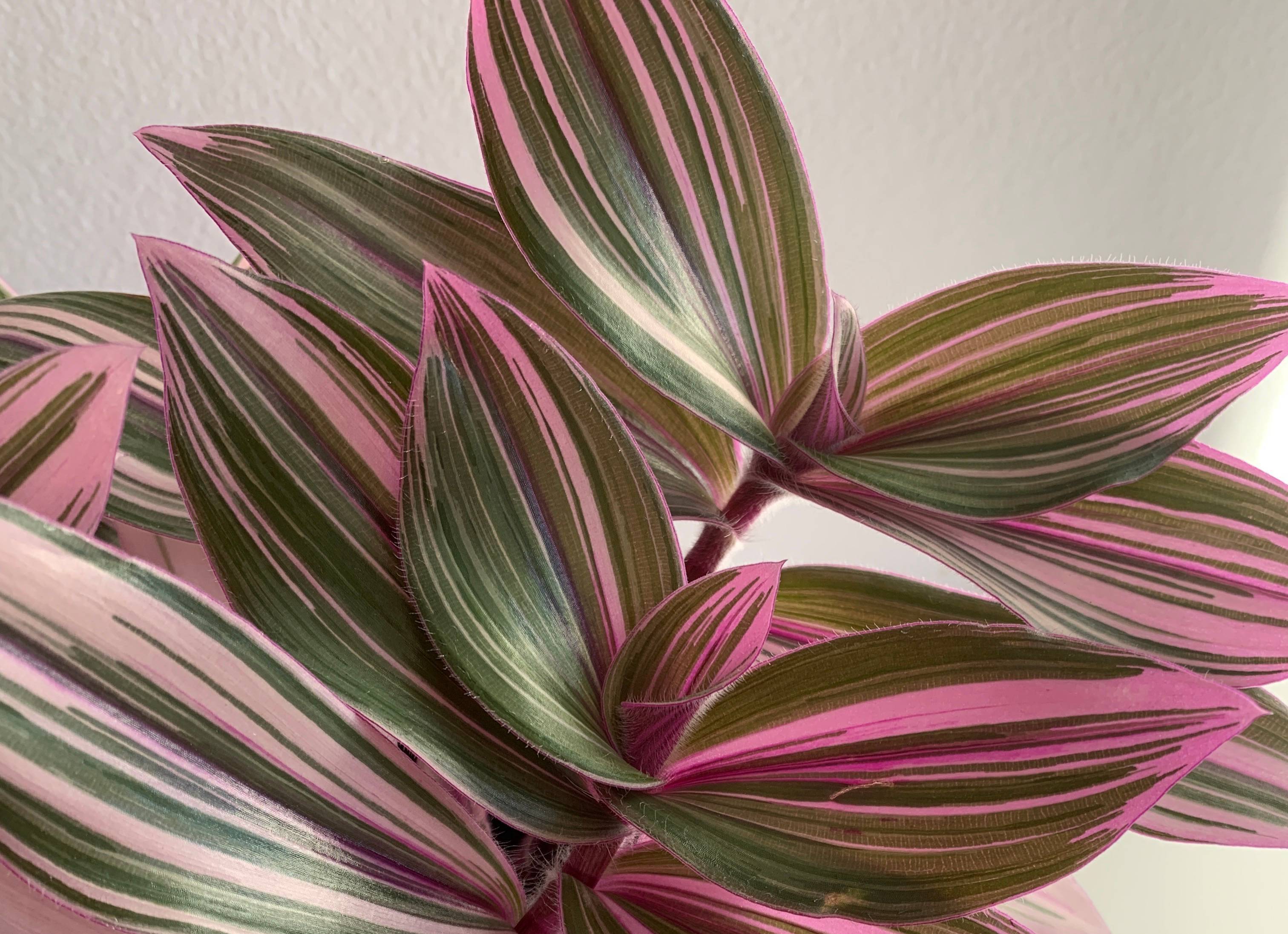 Tradescantia Pink Furry. How to care for your Tradescantia