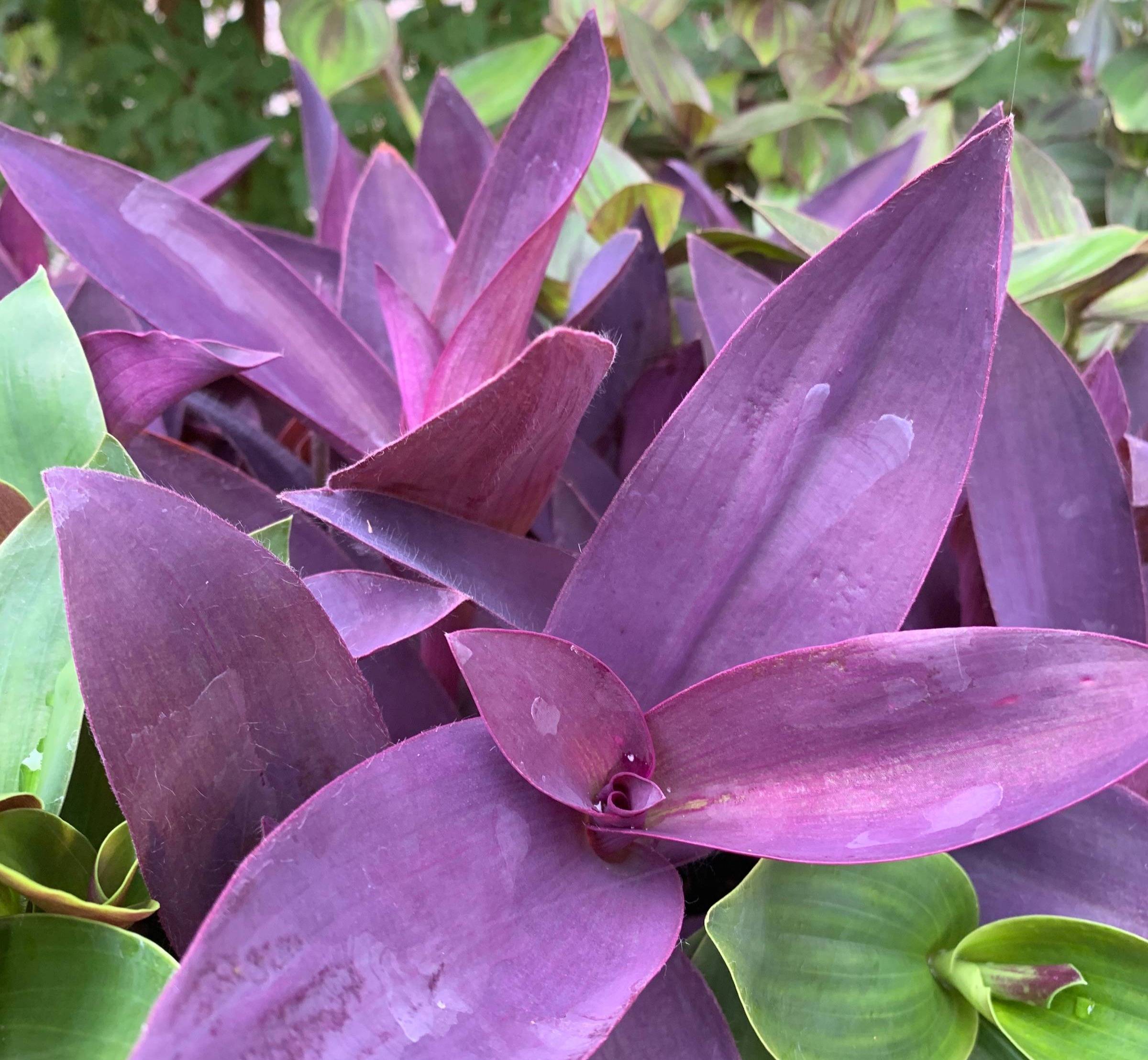 My best summer care tips to help you keep your Tradescantias happy and healthy during the warmer months.
