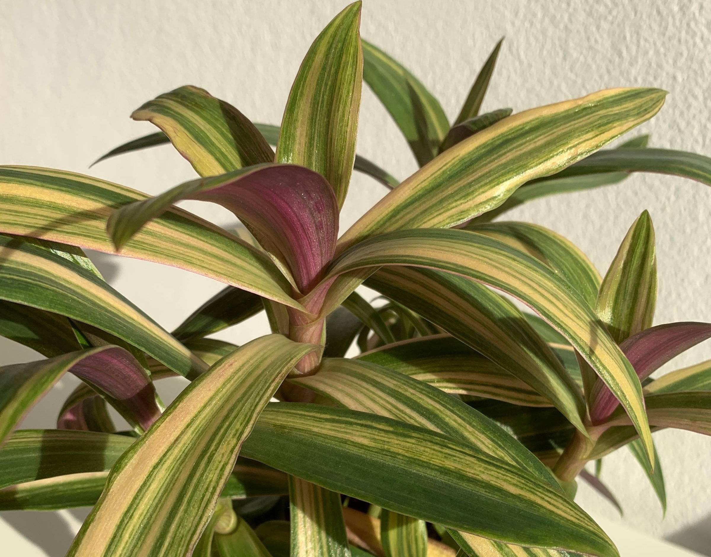 The Truth About Self-Watering Pots and Tradescantias