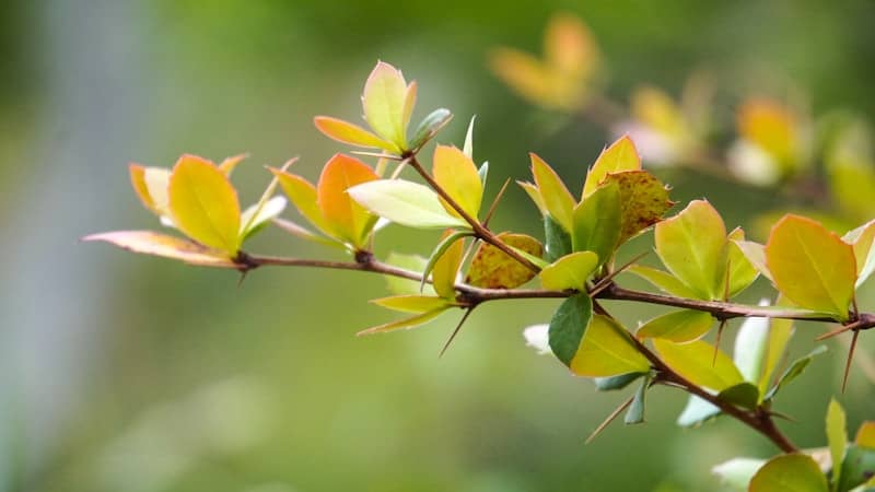 New leaves grow from a branch.