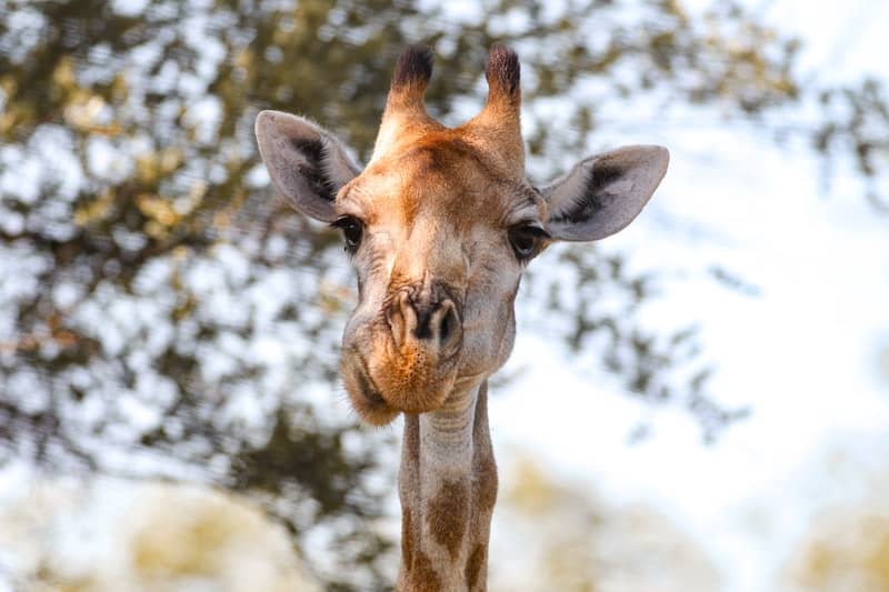 Giraffe chewing