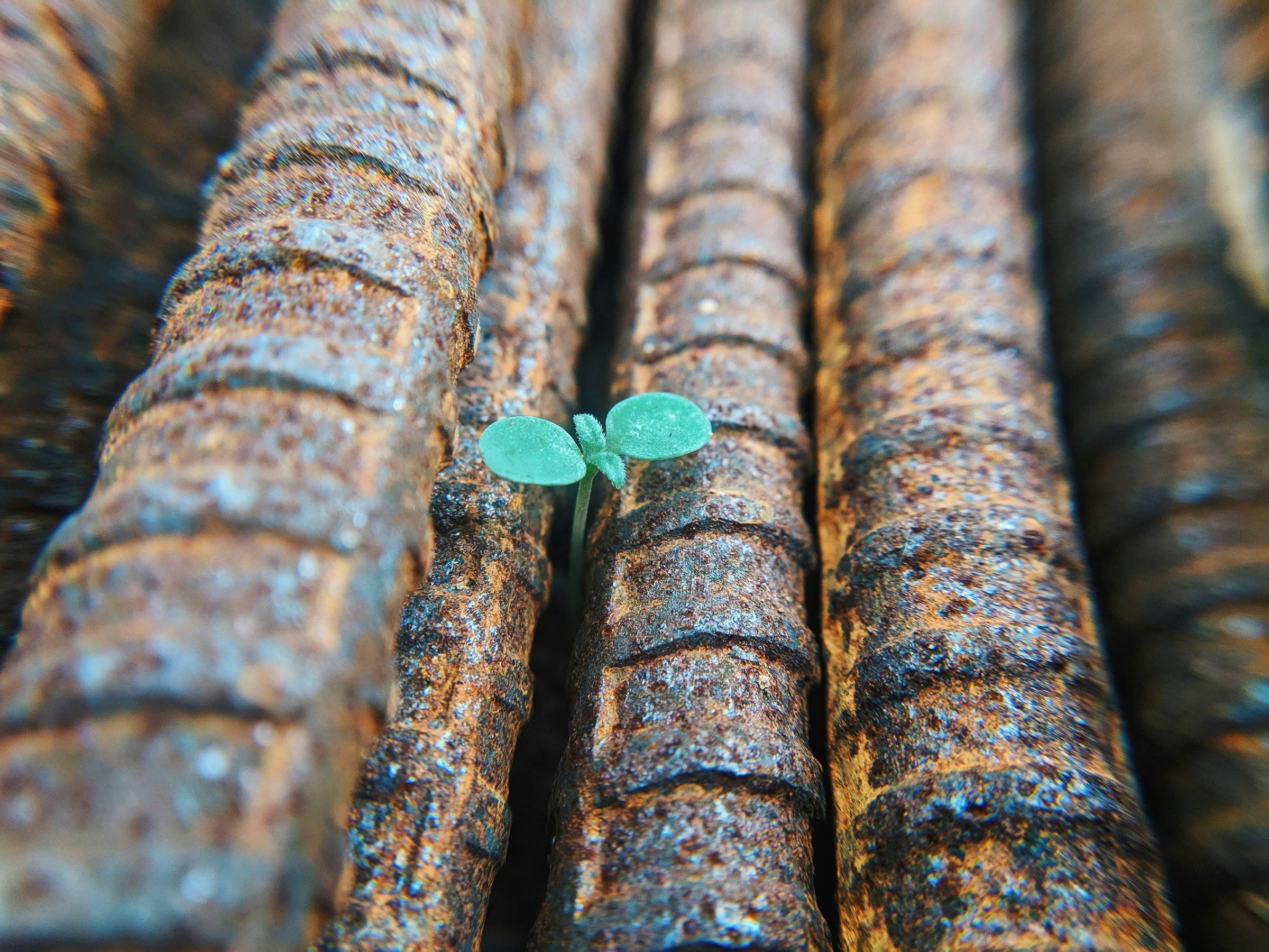 A tiny green seedling growing between rusted metal rods.