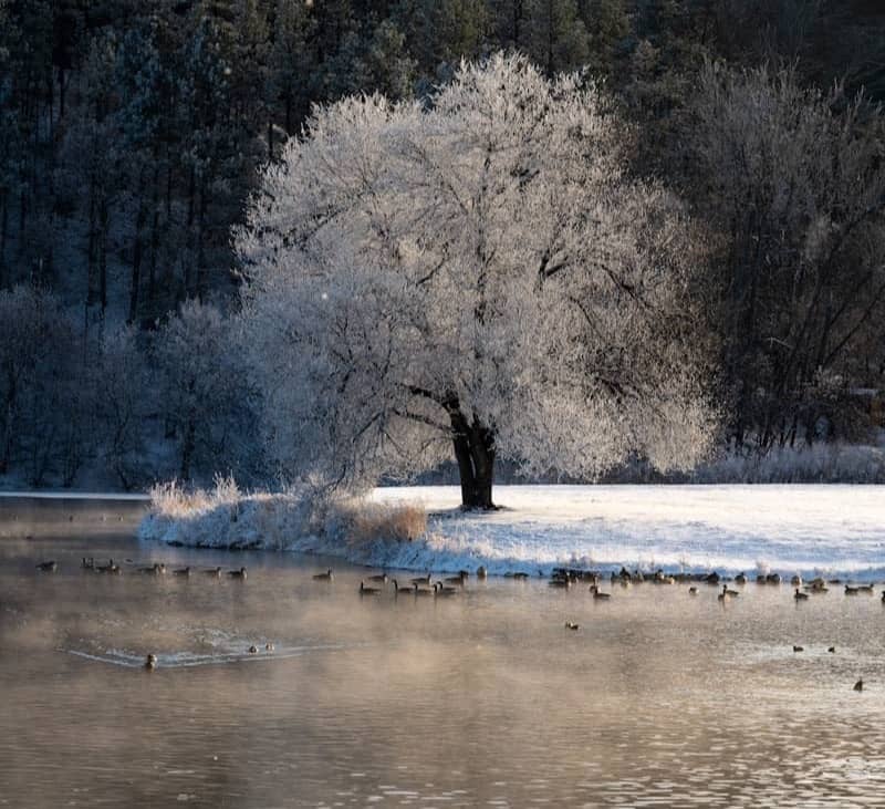 Ducks swim on a misty lake near a frosted tree.